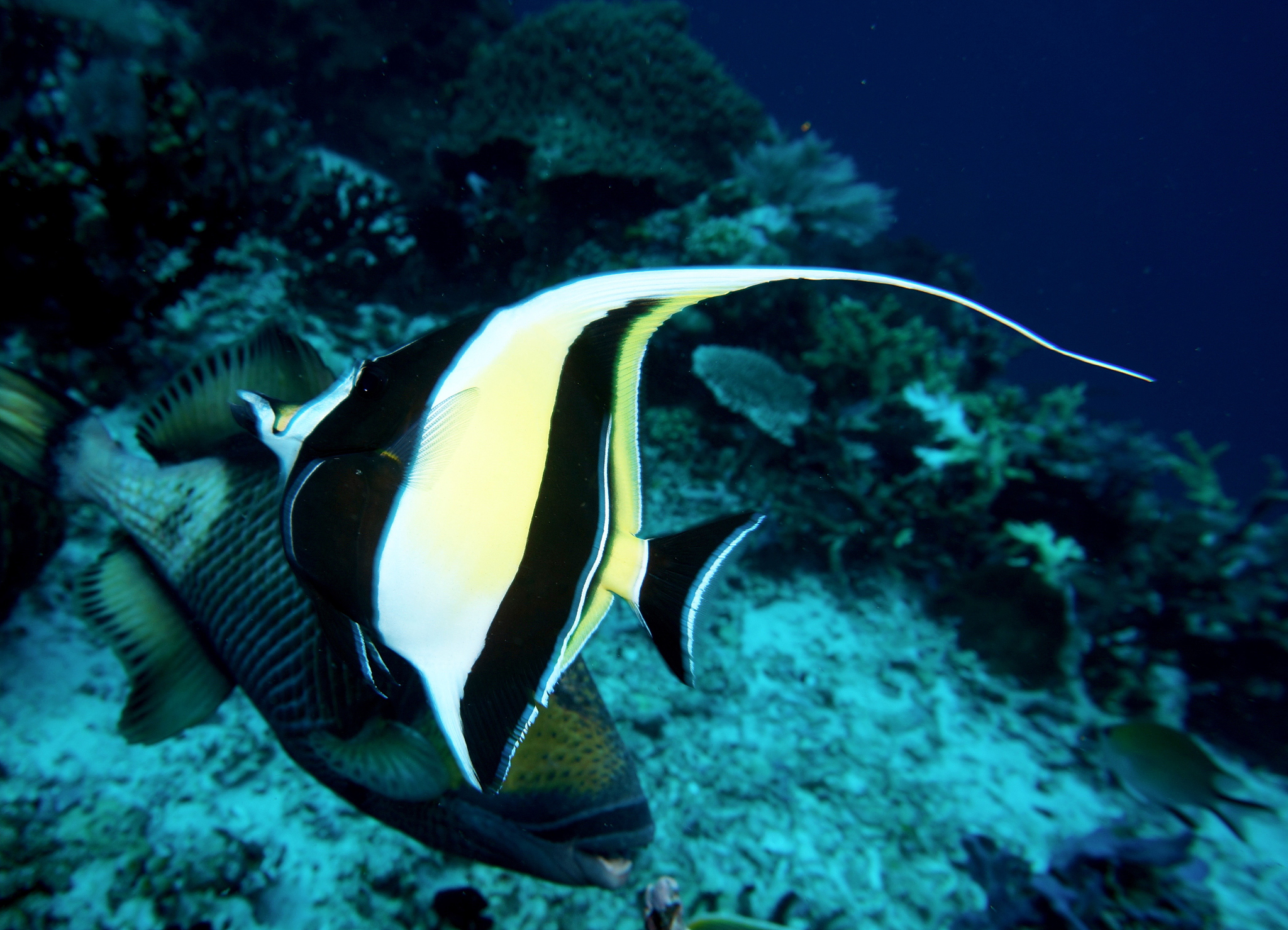 under the sea indonesia