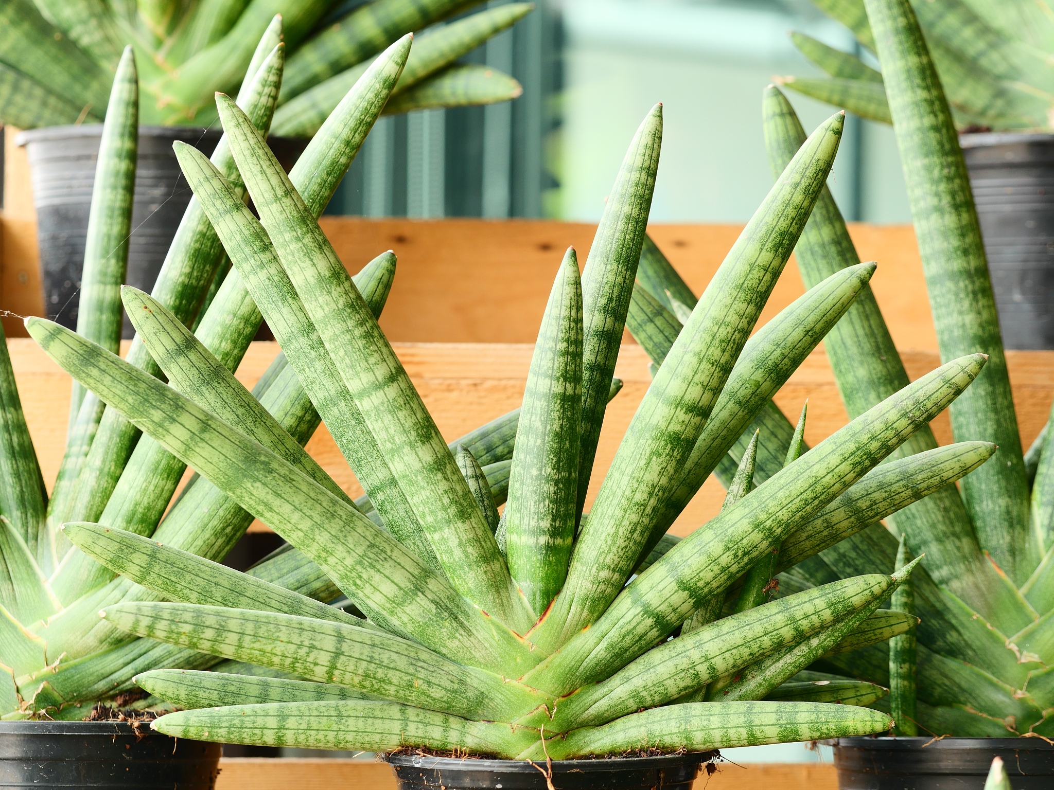 sansevieria on the ground