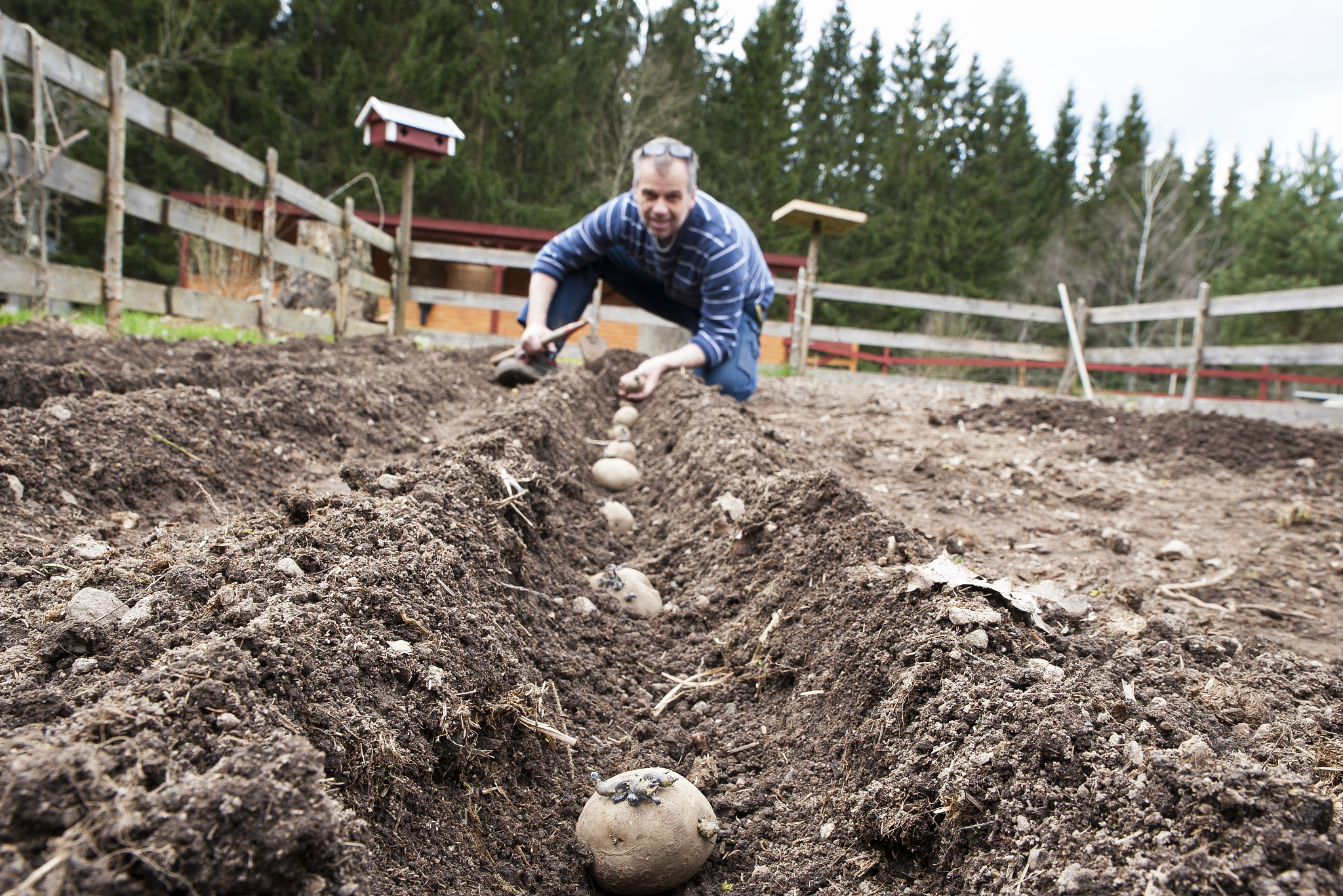 如何提高土豆的耐寒性？