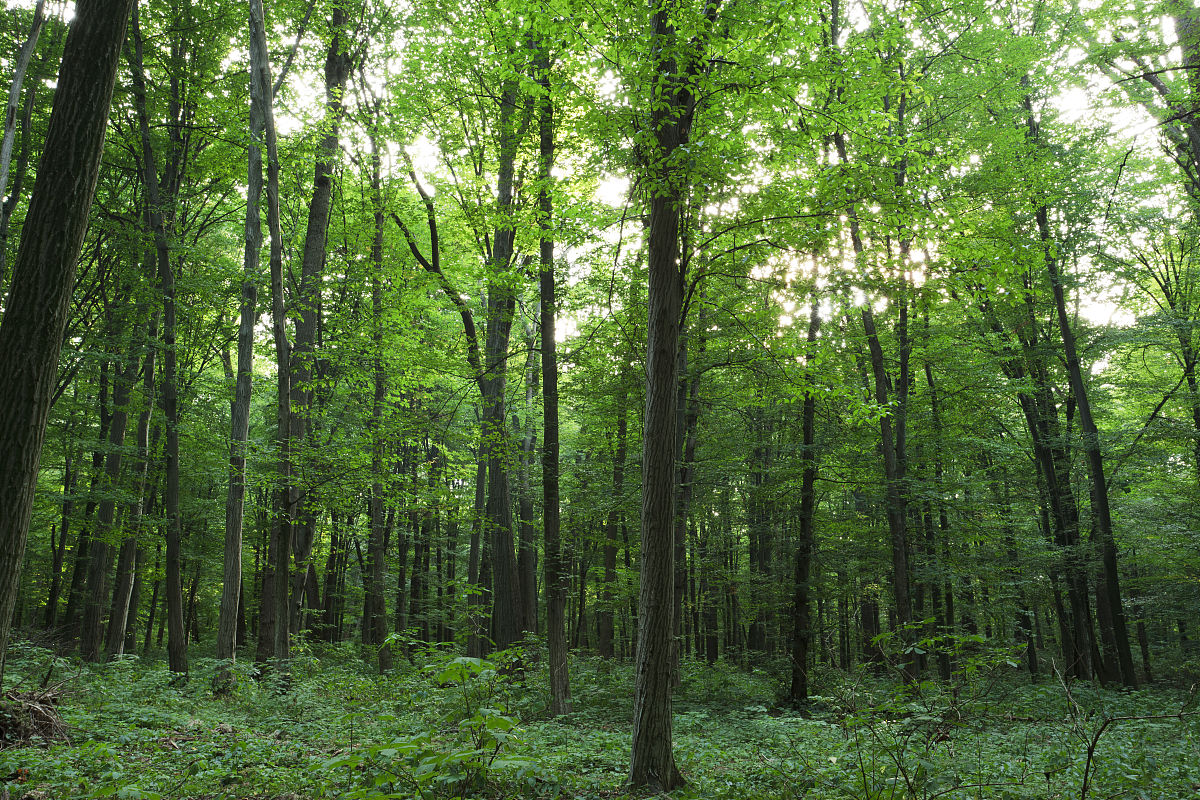 森林蓄积量逐年提升: 探究背后的原因