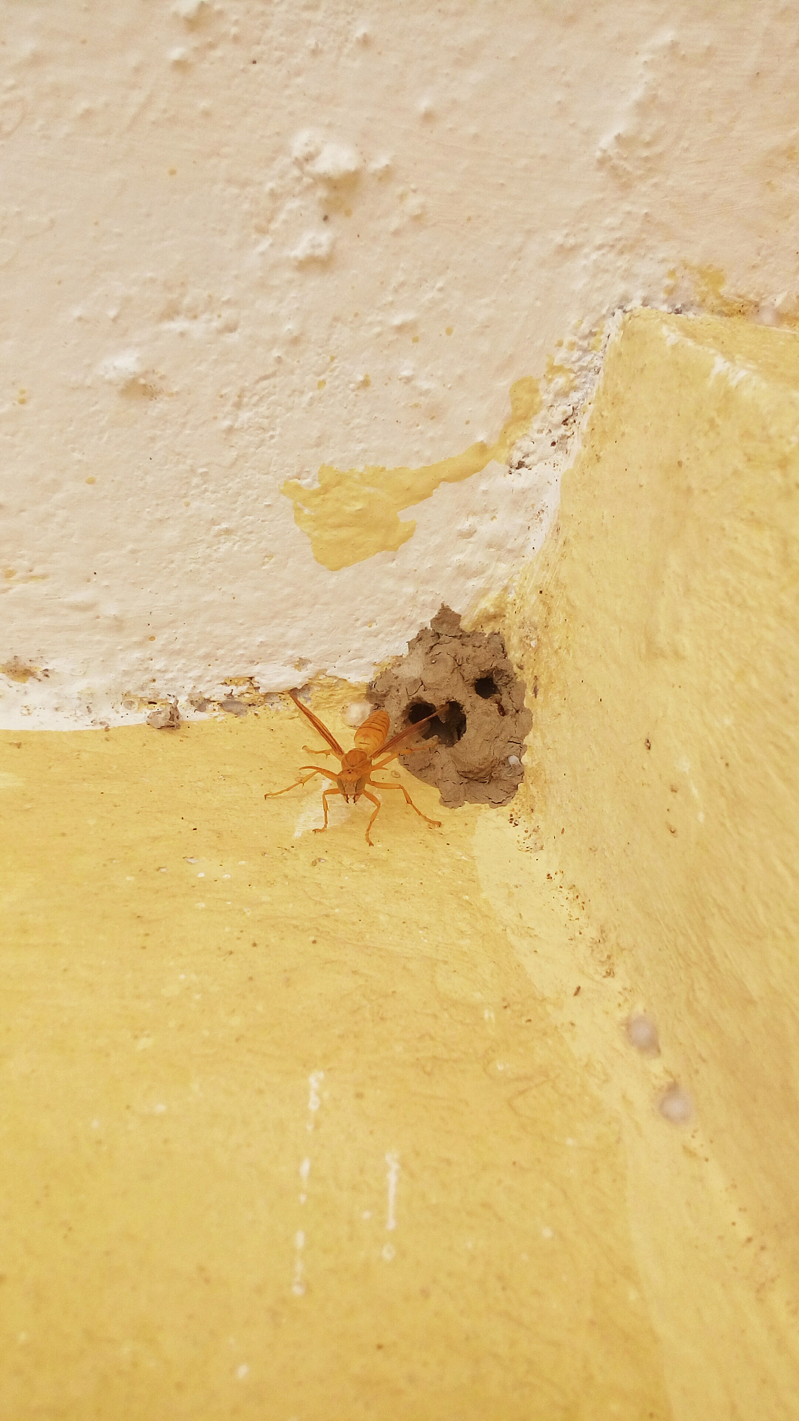 wasp, insects, pests, wild, wildlife