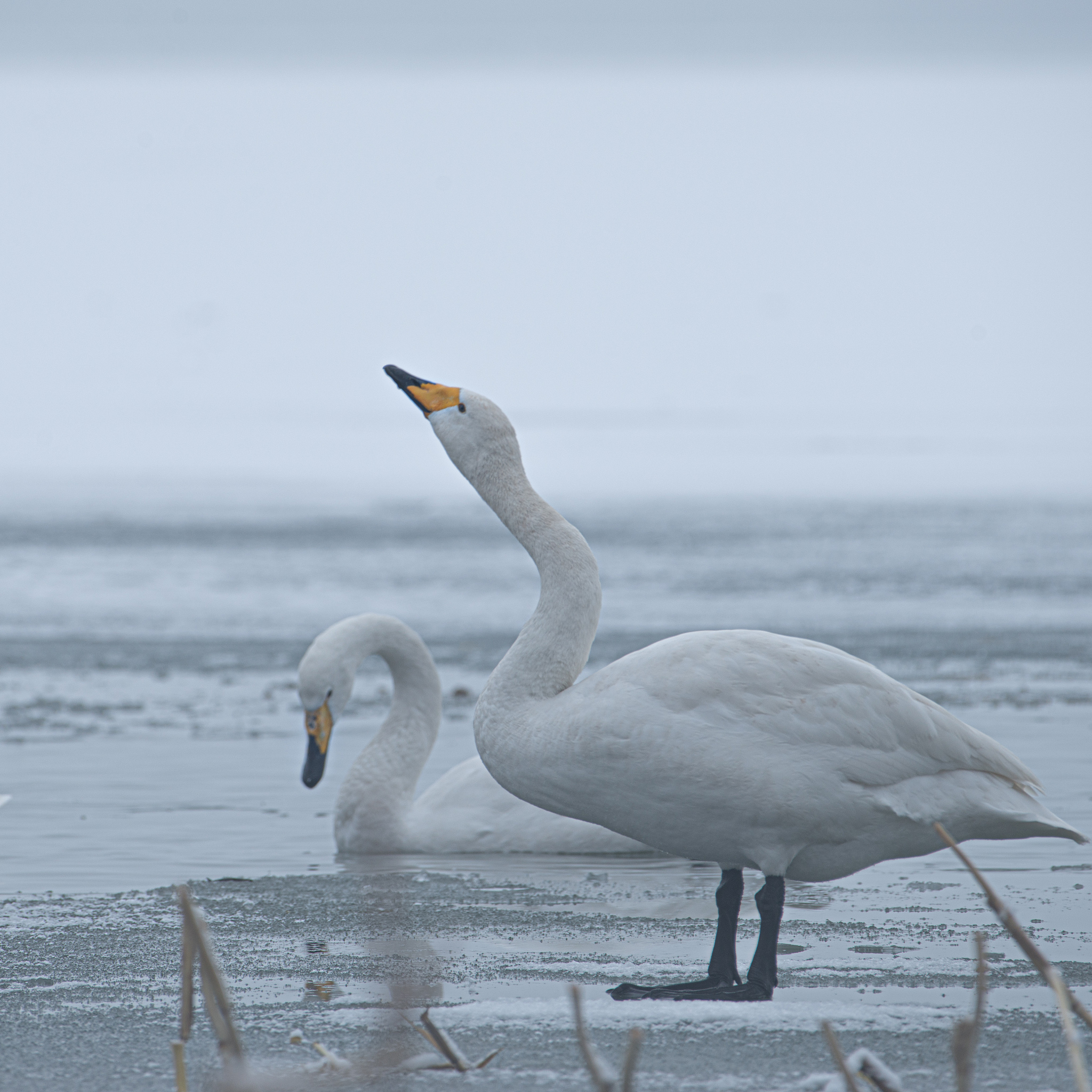 三门峡艺术设计学校简介好麽