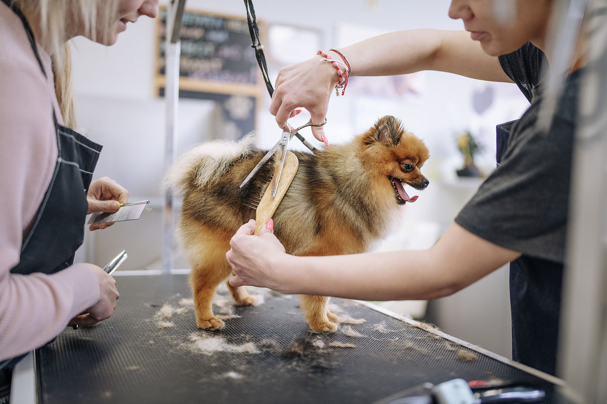 参与动物救助系统的益处：培养同理心、提升技能、回馈社会