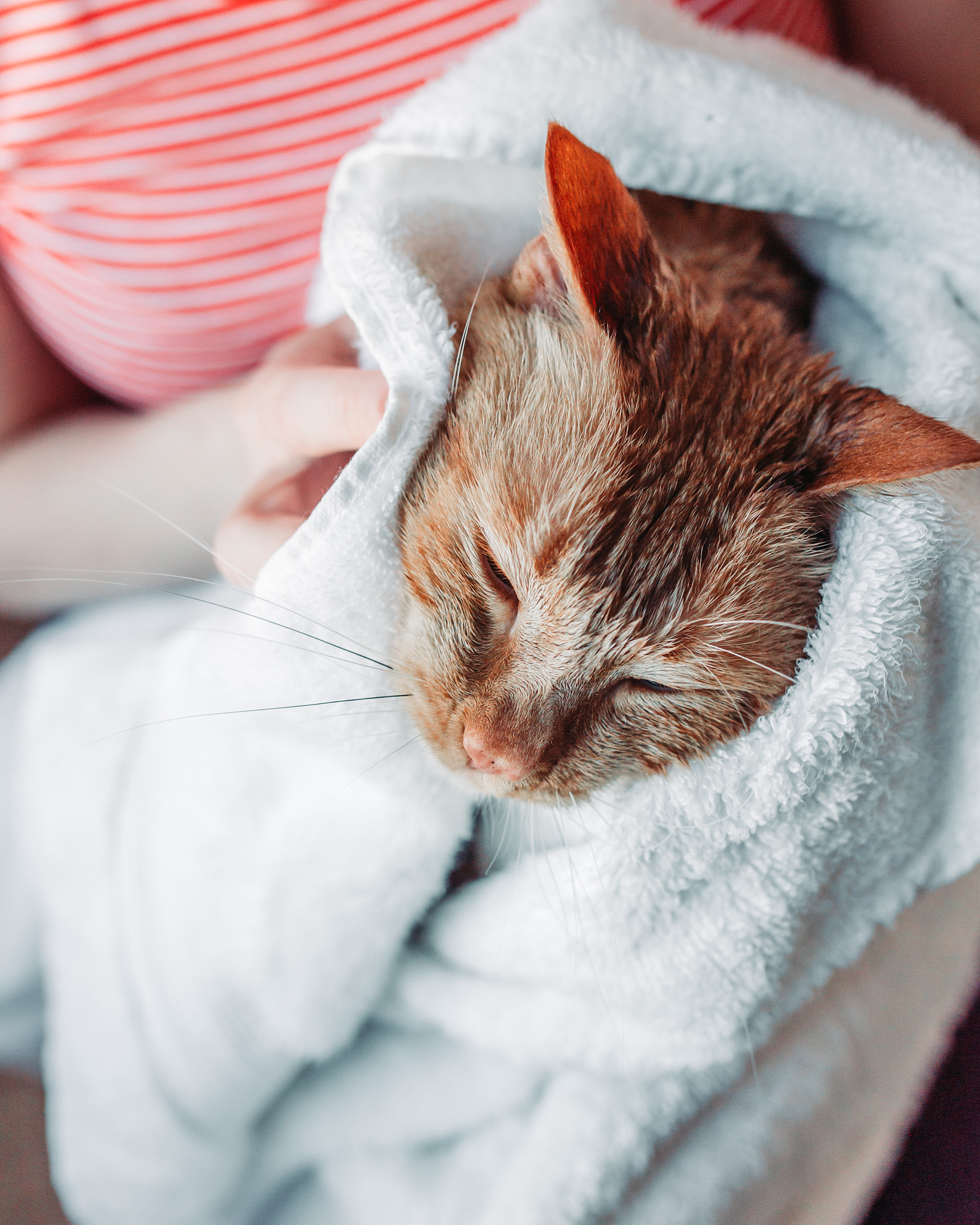猫咪的毛巾狂热，你的猫咪也这样吗？