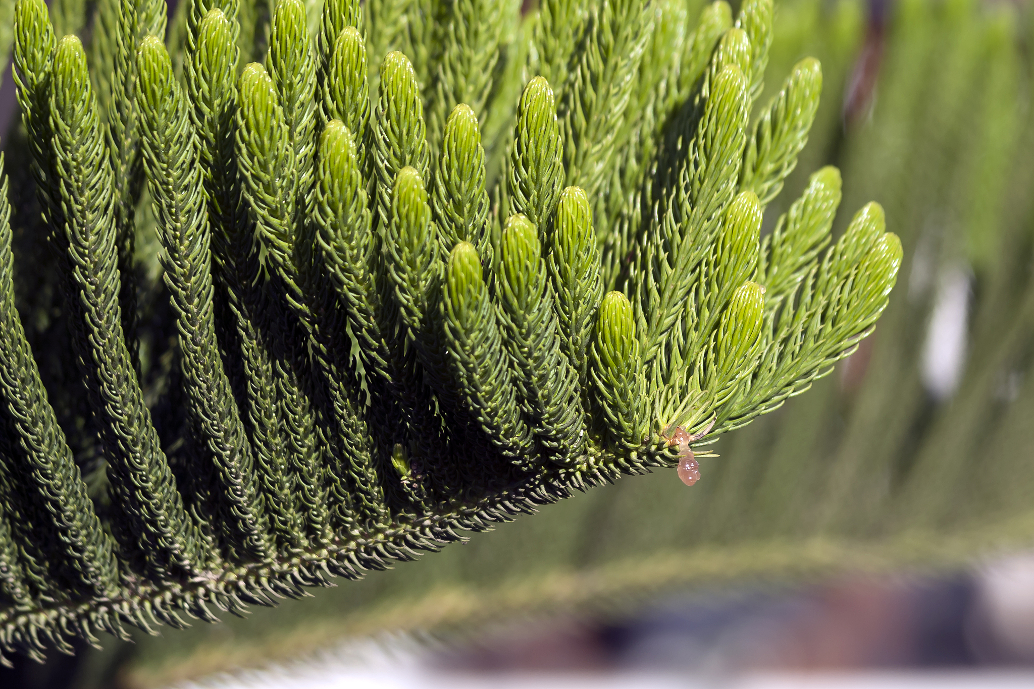 norfolk island pine branch with rosin drop