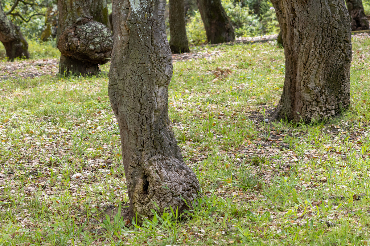 高尔夫球场白蜡树枯死病导致移除，山毛榉树代替