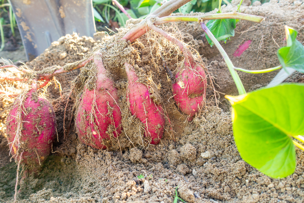 木薯种植探秘：从田间到餐桌的奇妙旅程