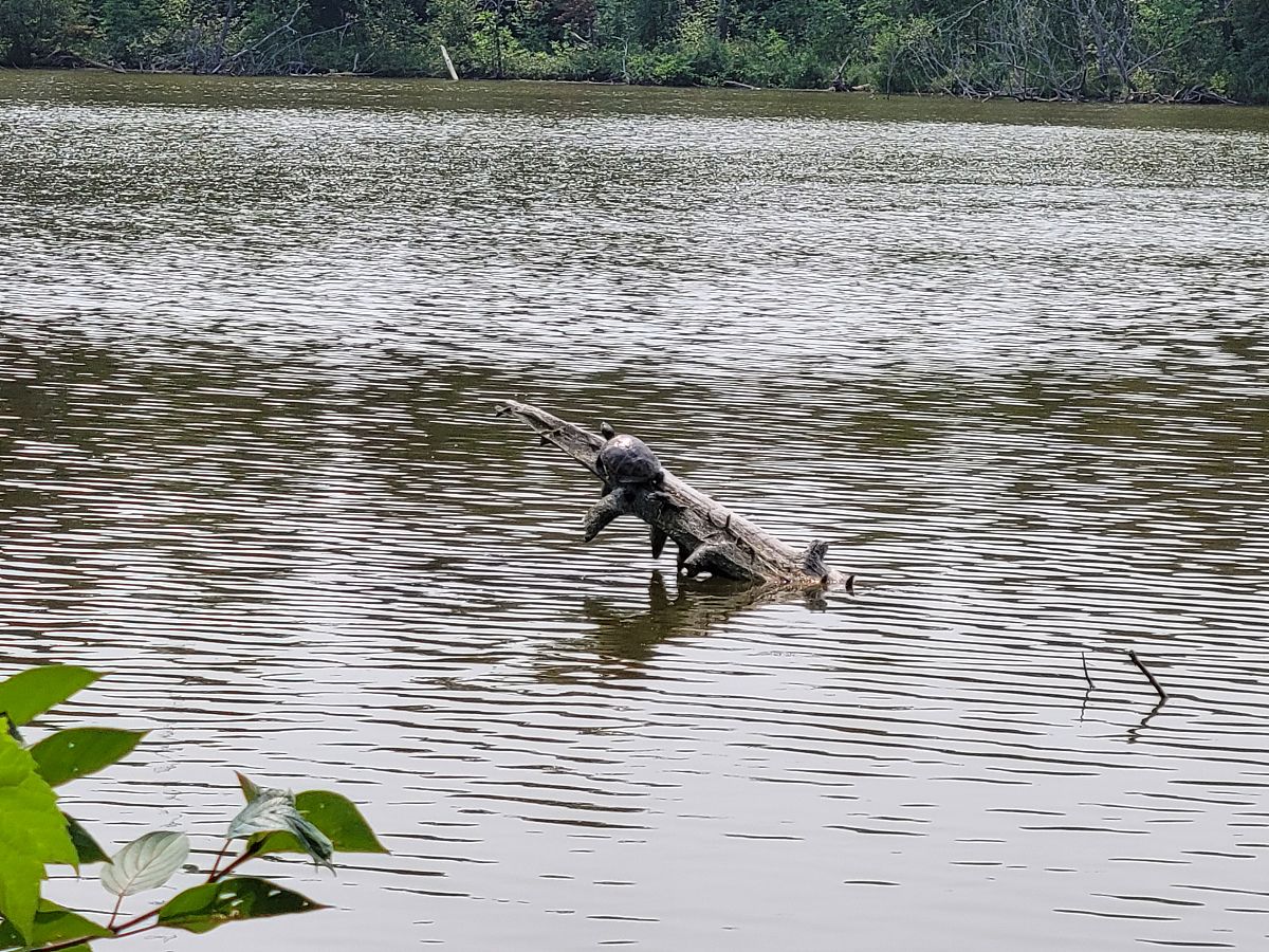 8051单片机的汇编指令功能及编程方法实验