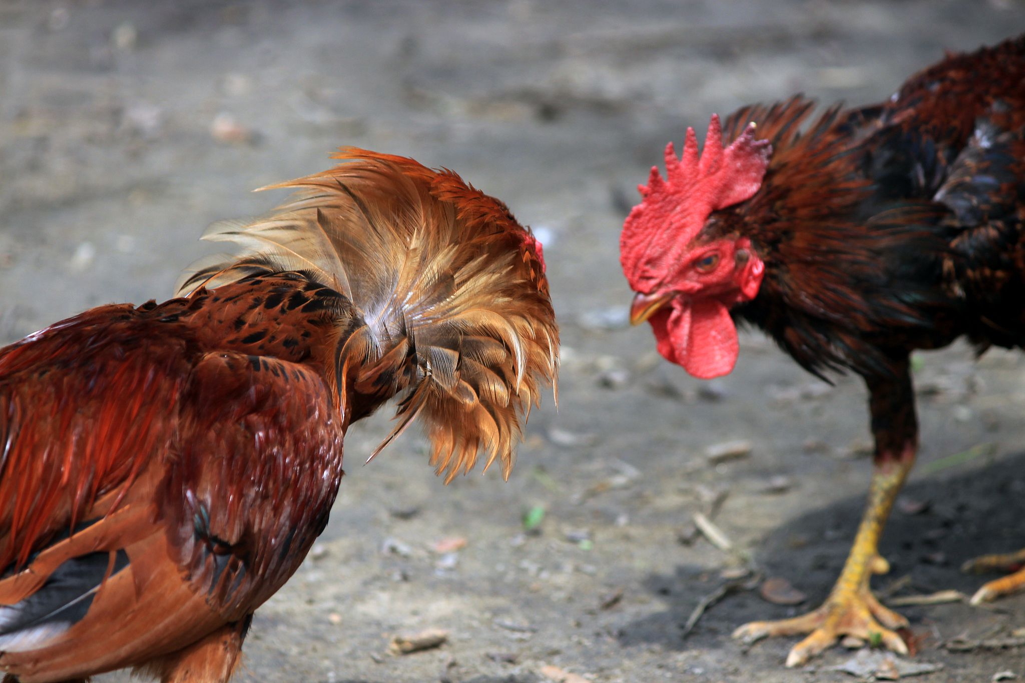 fighting chicken.