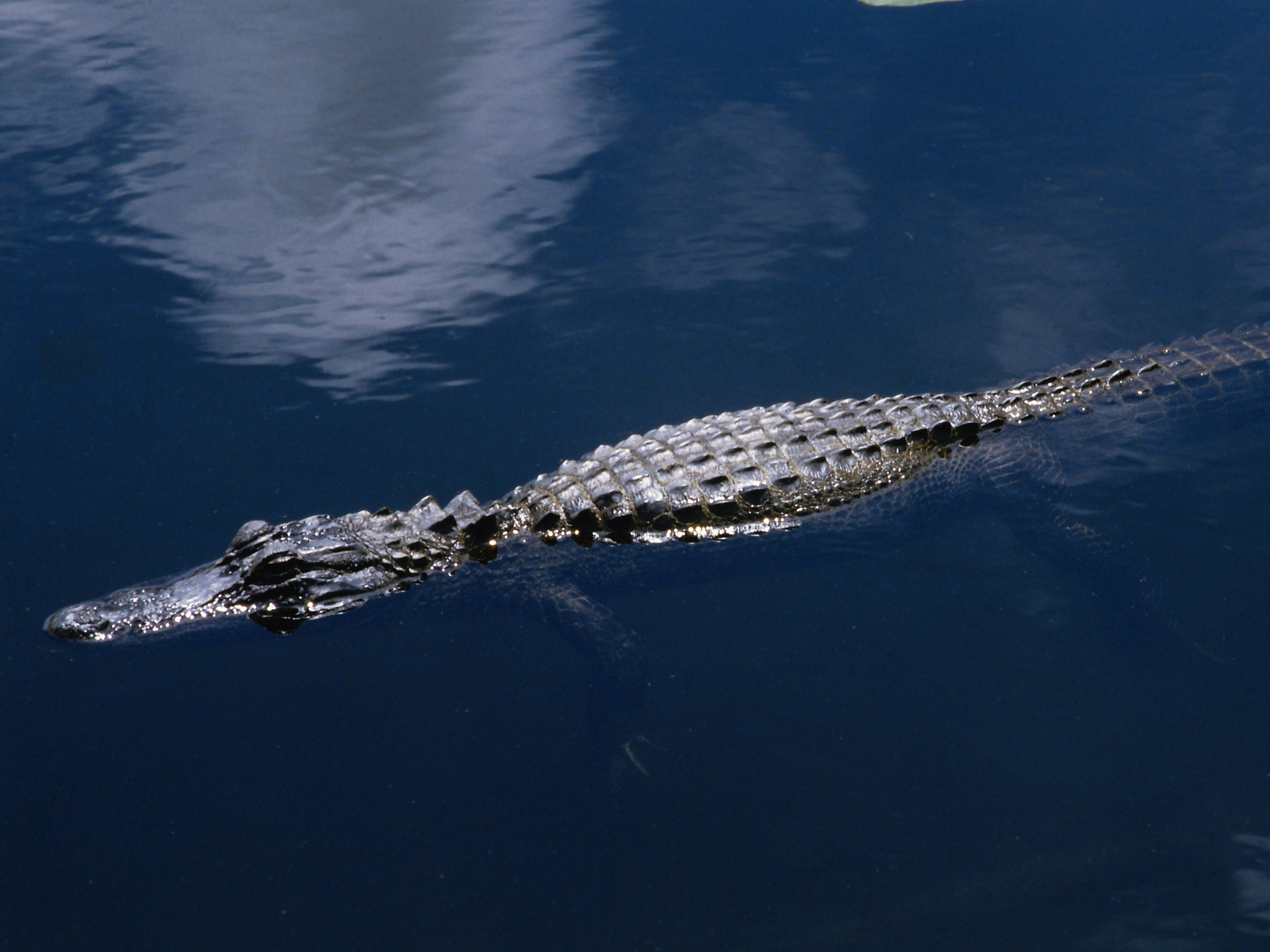 帮我描绘一只吊