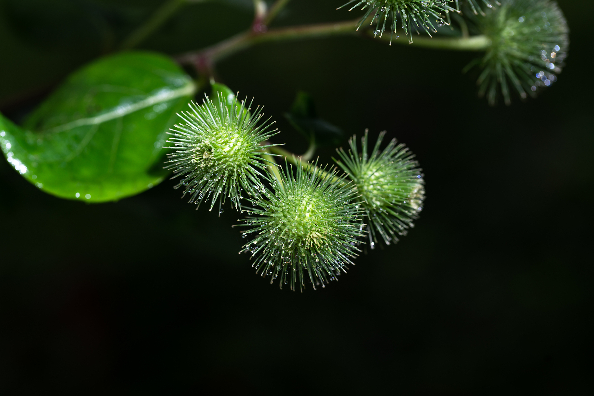 牛蒡中草药绿色植物志夏天