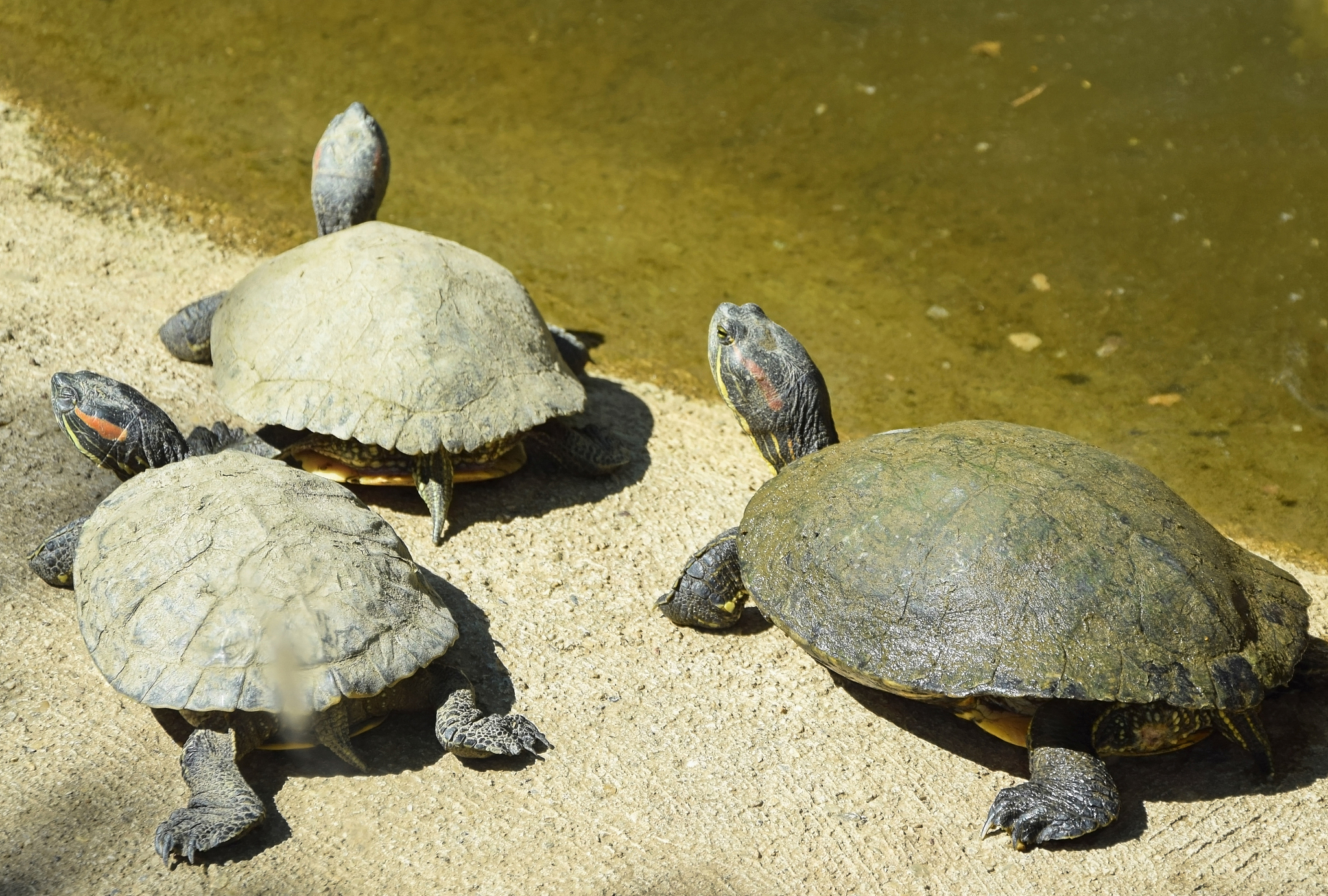turtles