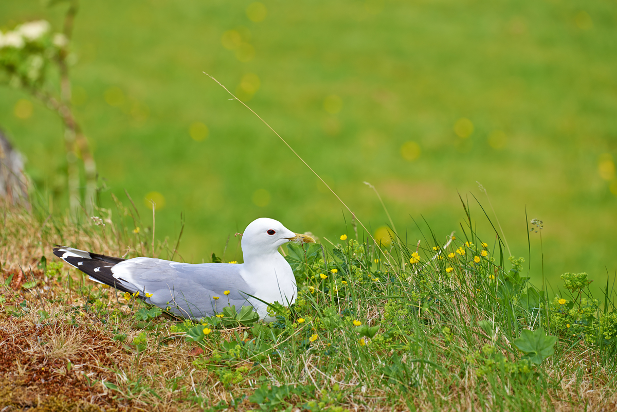 春日校园动物摄影大赛 - 捕捉自然之美，提升摄影技能
