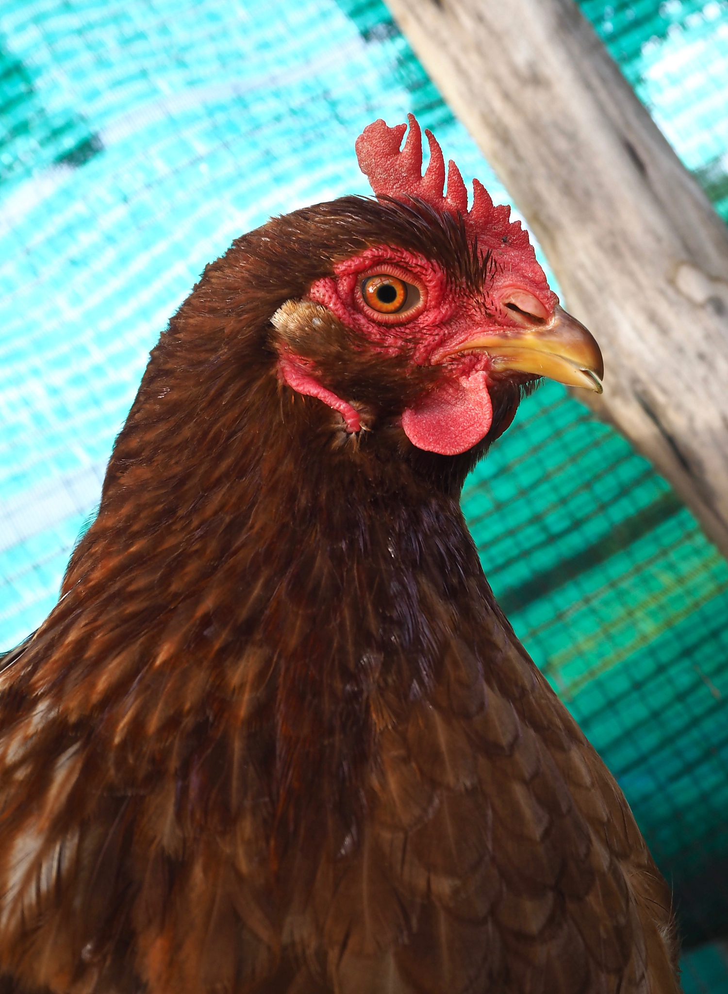 profile of chicken on green net background