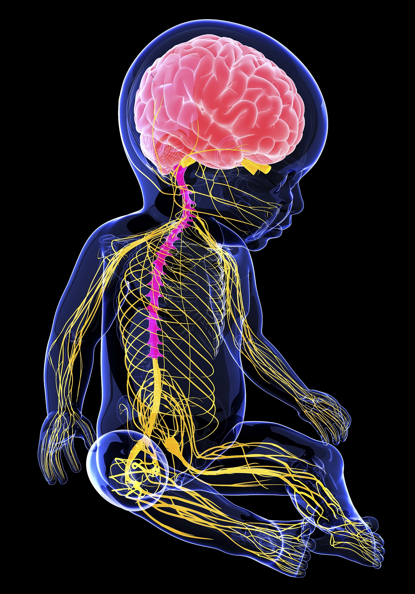 心主神志最主要的物质基础是