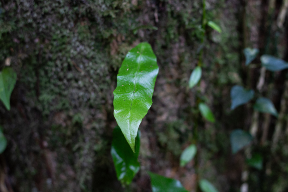 植物生长的需求之歌