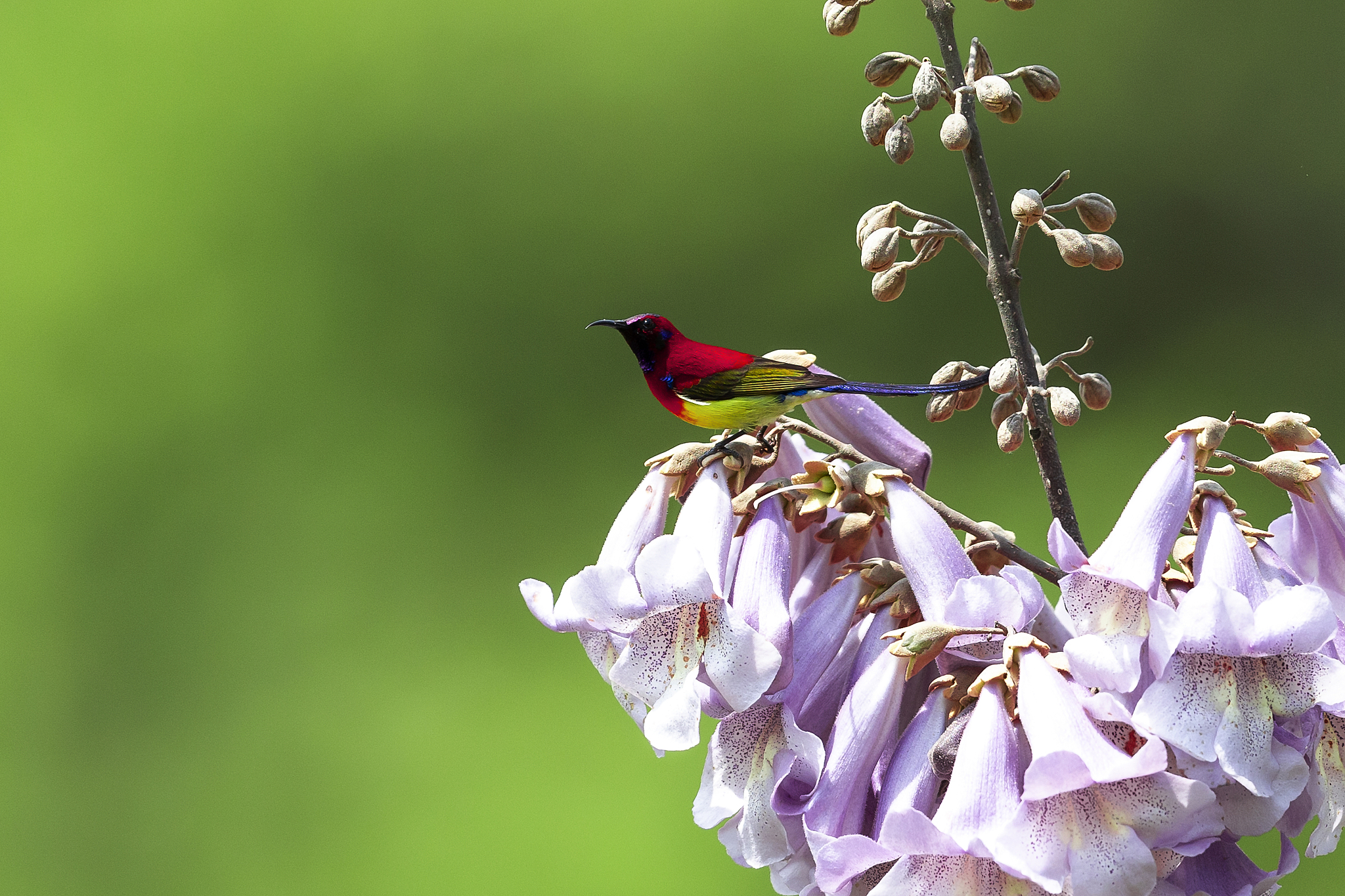 黄鹂在林中鸣叫改为拟人句