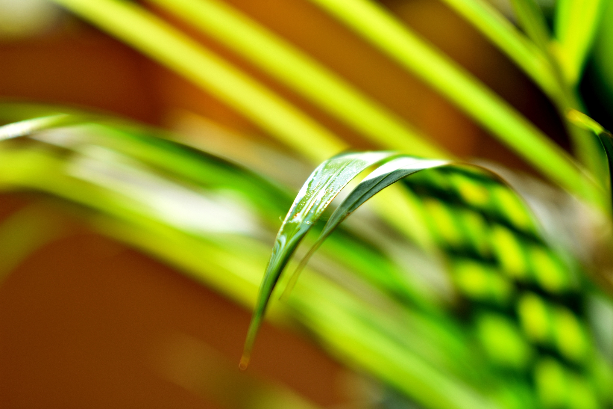 植物叶子重量占总重量的比例