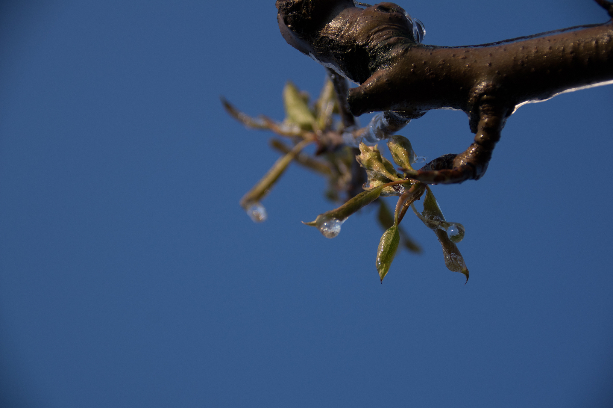 高大的白杨树：我家门前的守护者