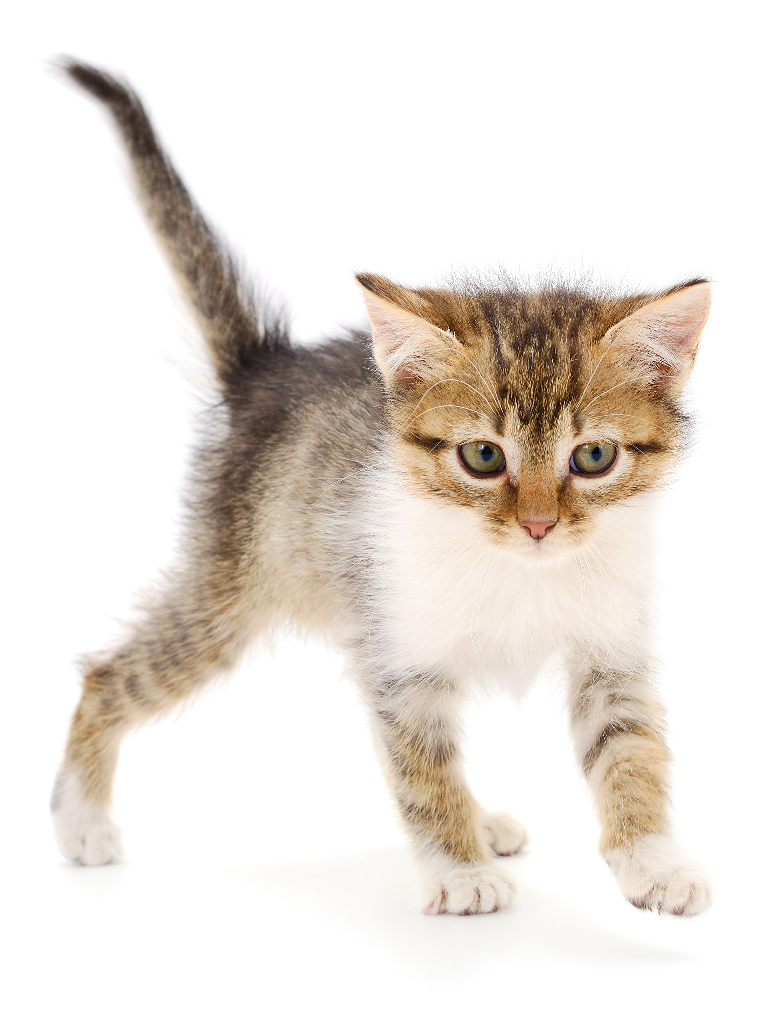 润色以下句子：而另一只小精灵的身体为浅褐色外观看上去就像一只小猫。它有着暗褐色的爪子身上还长出了几片叶子其额头中间的叶子更大、更长。它的耳朵和尾巴的颜色形状看上去也像是叶子一般。