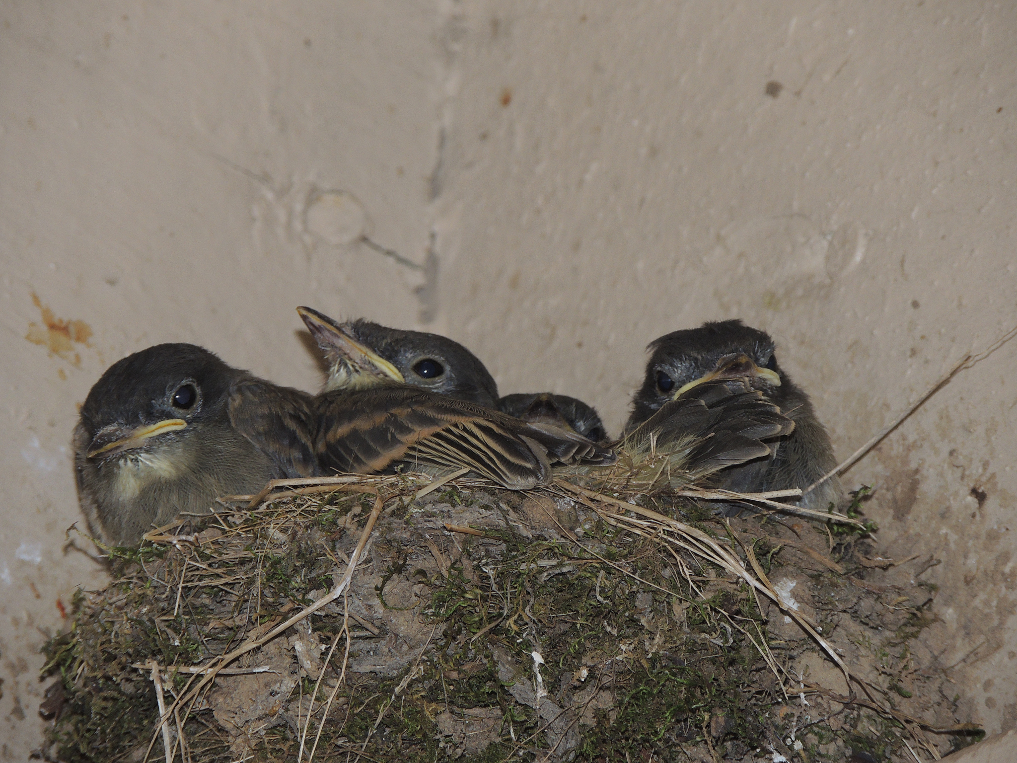 揭秘实体192：独特的饮食和筑巢习性