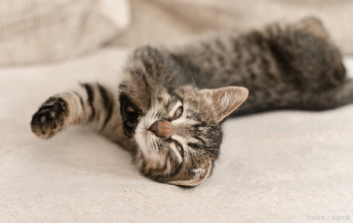 小猫爱睡觉正常吗？