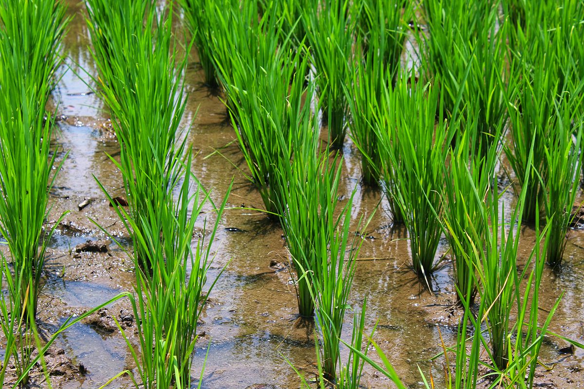 水稻分蘖形成的调控网络 - 影响水稻产量的重要因素