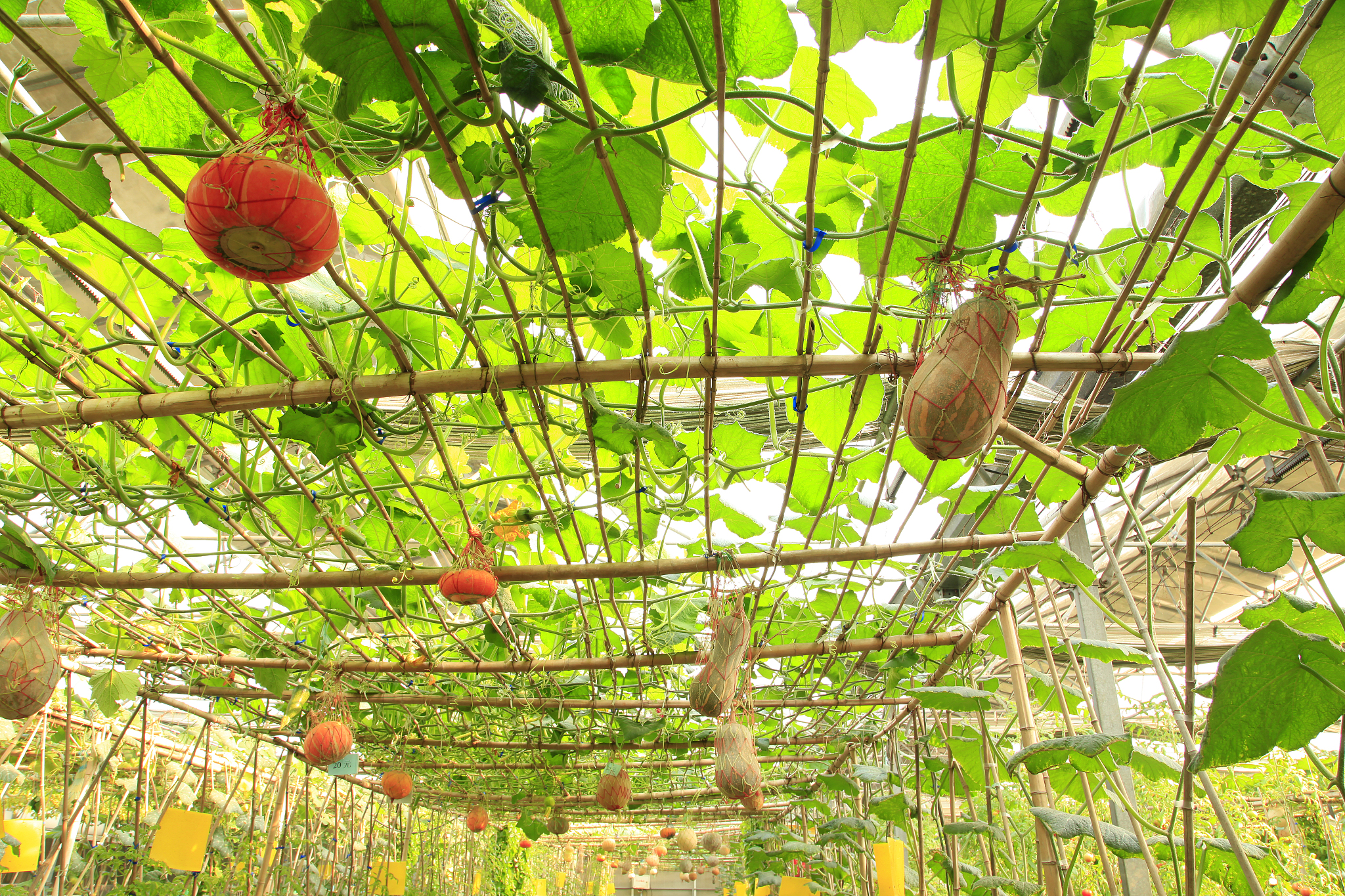 the pumpkin in the greenhouses