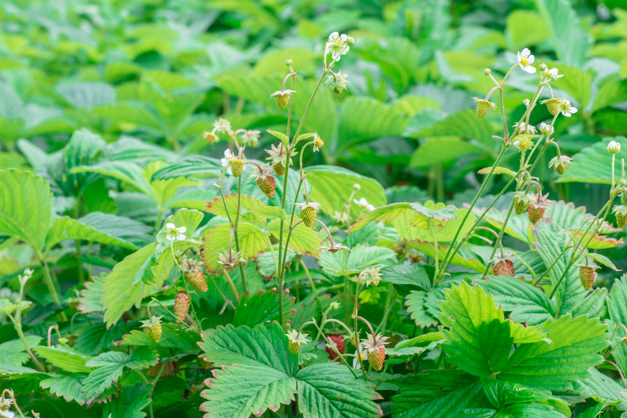 strawberries being grown commercially on table top irrigation sy