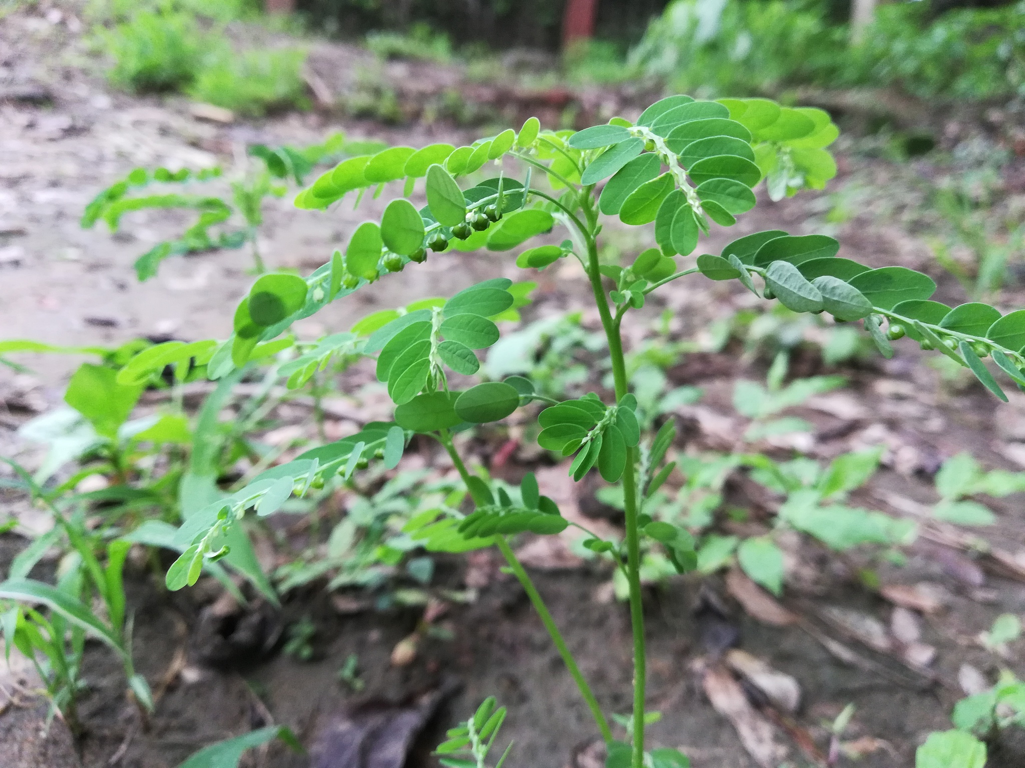 gale of the wind,stonebreaker, seed under leaf, phyllanthus niru
