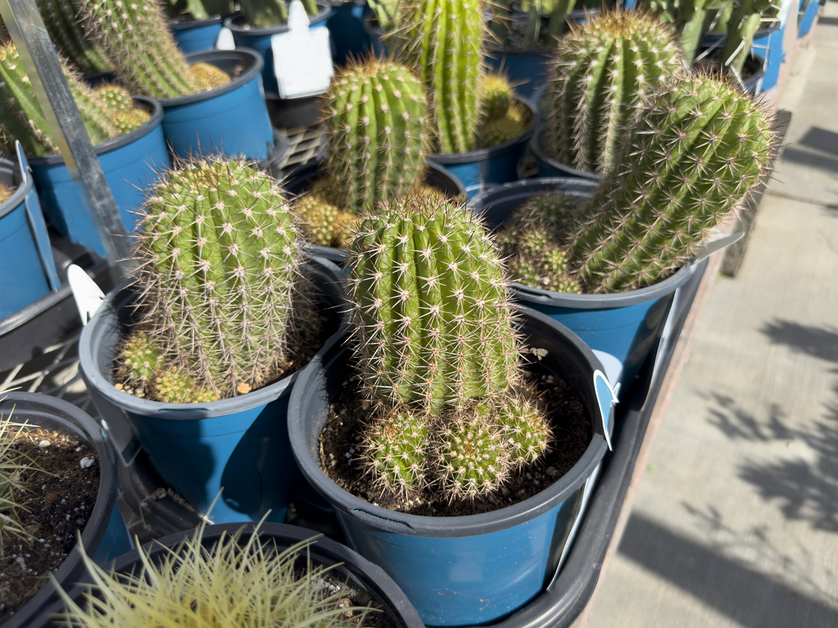 仙人球：独特美丽、易养护，点缀生活的绿意