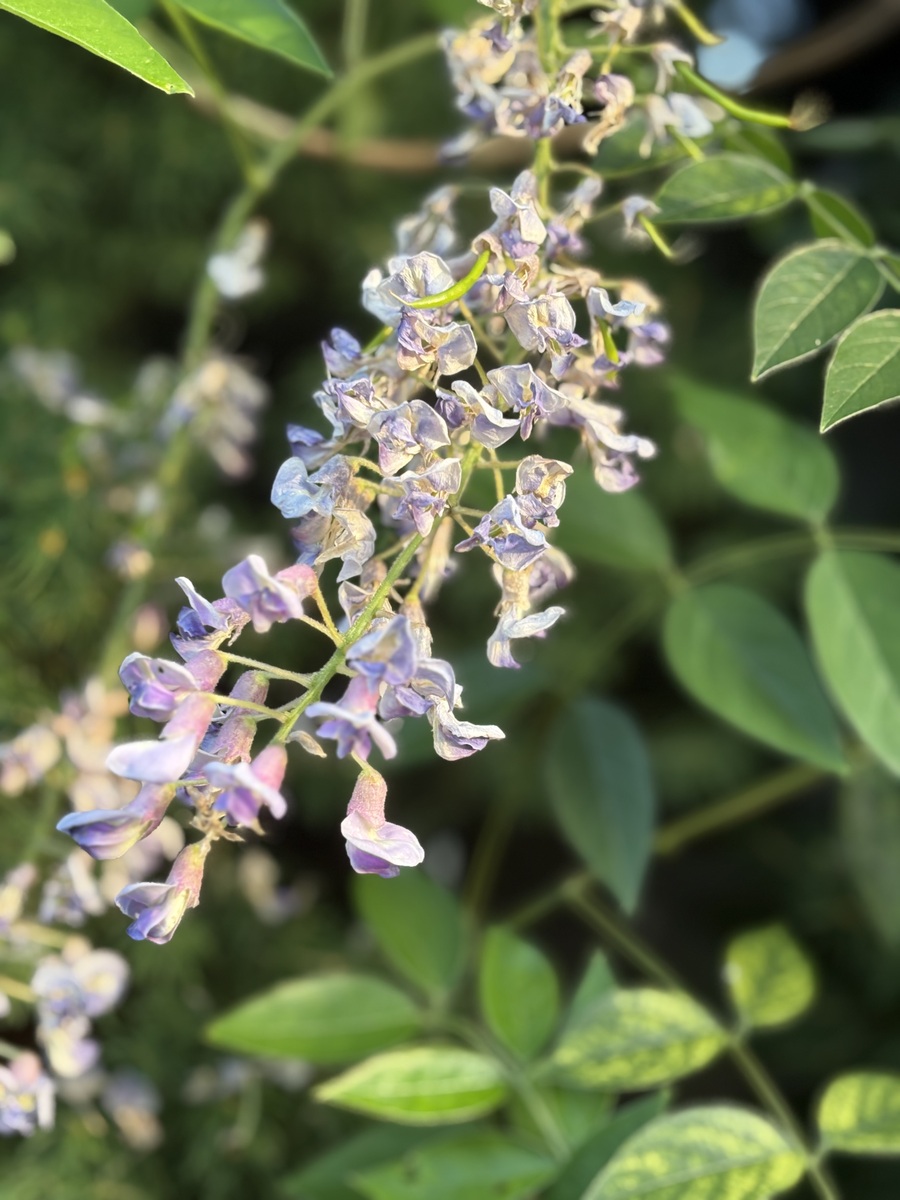 丁香药用植物简介500字