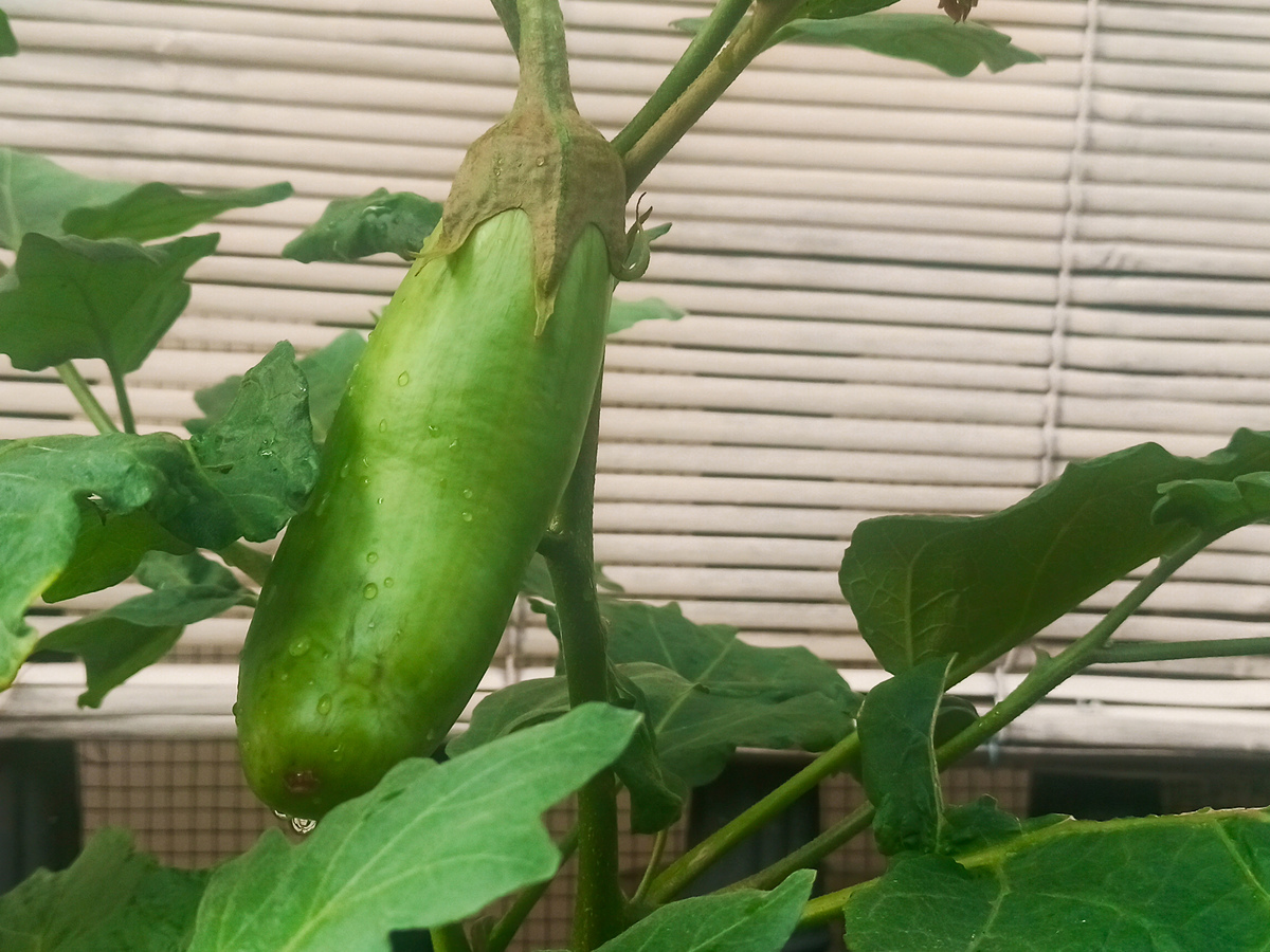 蔬菜销量排行榜 - 热门蔬菜销量一览