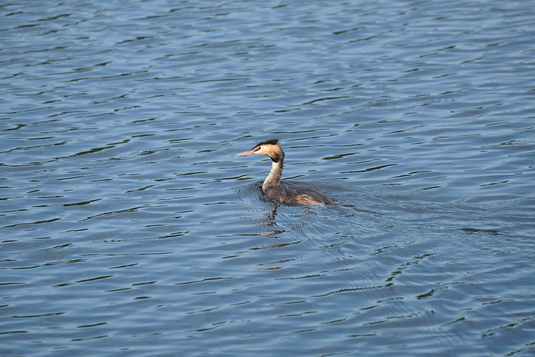 一只生活在水里的小鸟请描述一下它一天的生活。