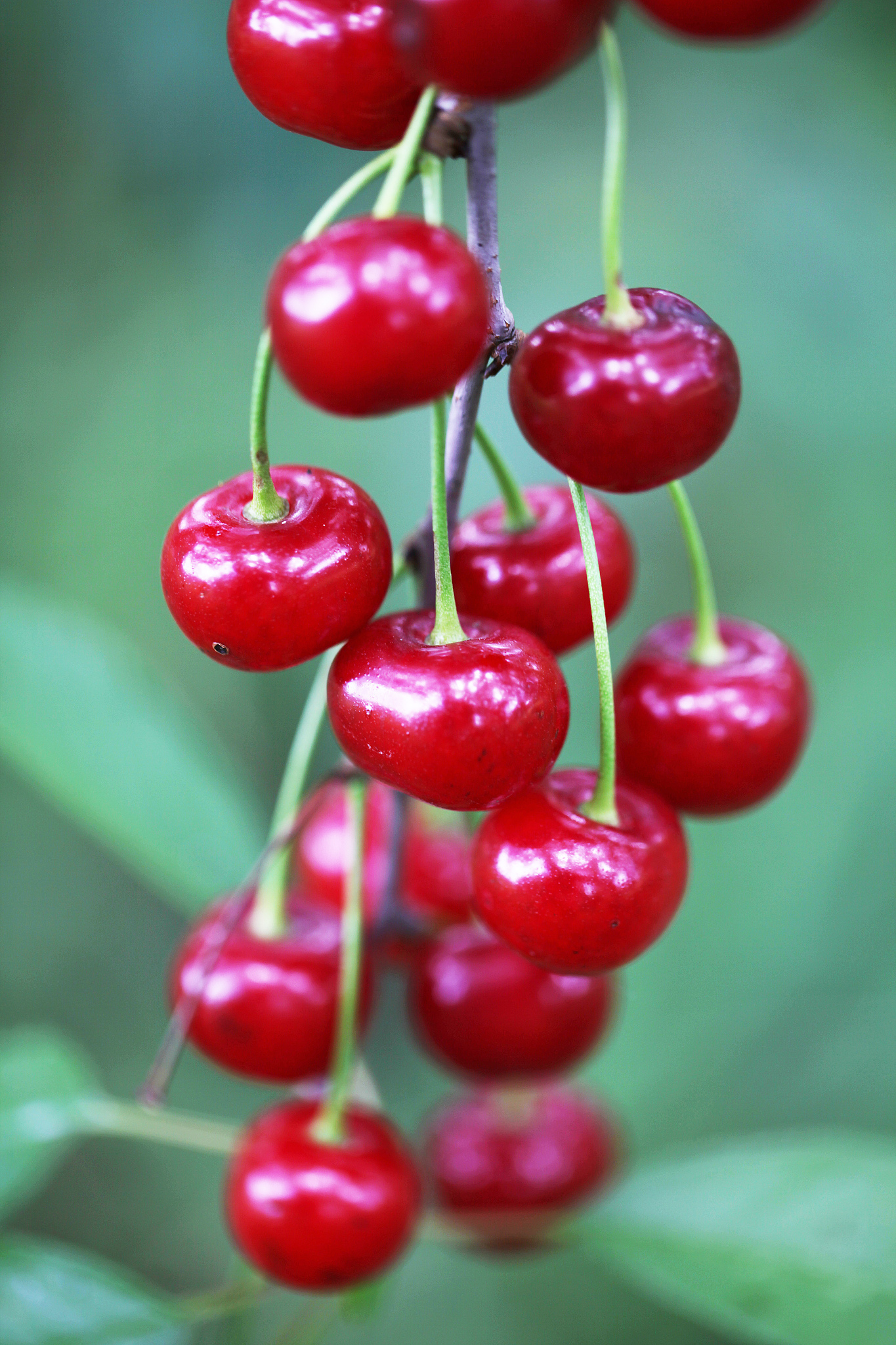 cherry