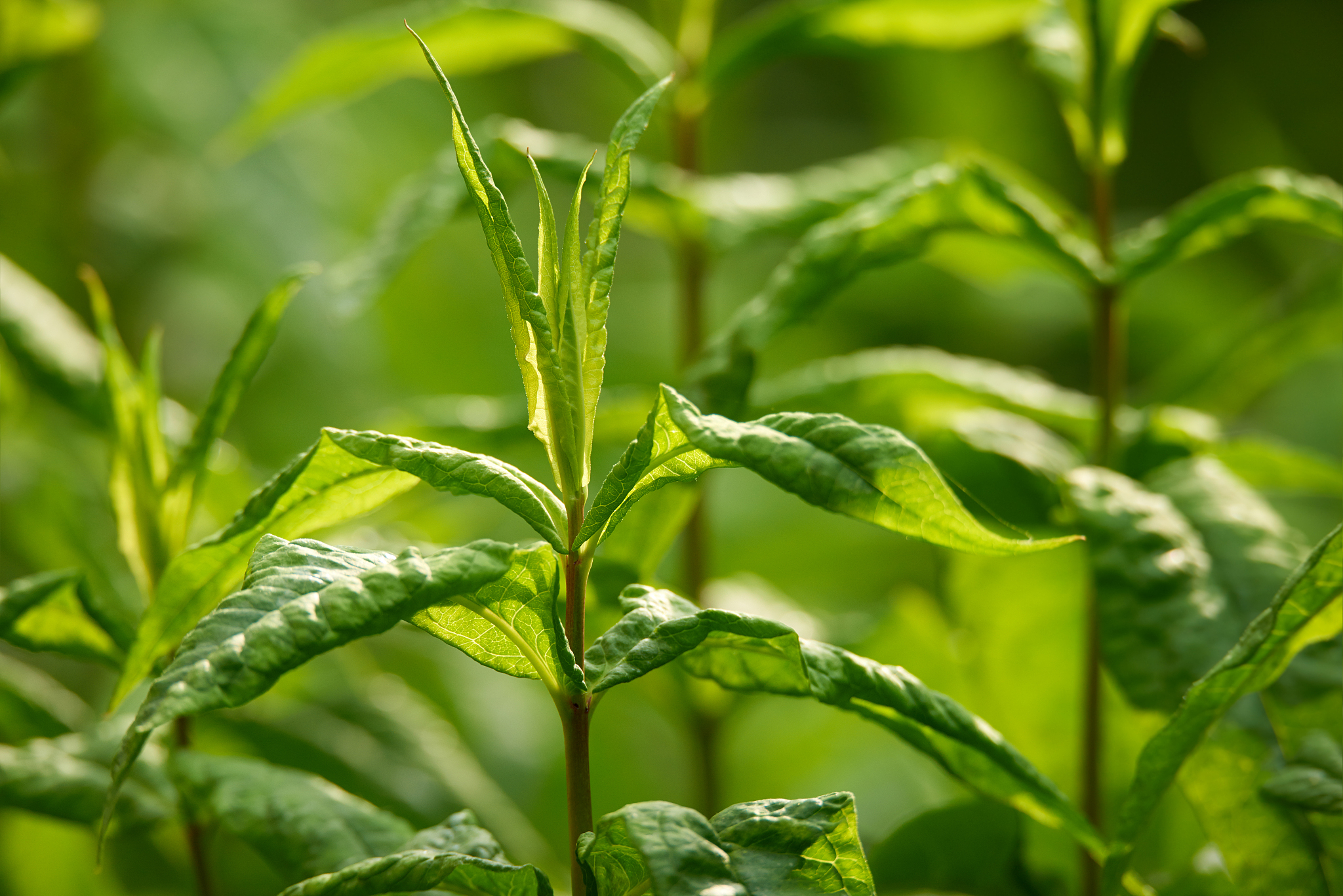 什么园林工程师