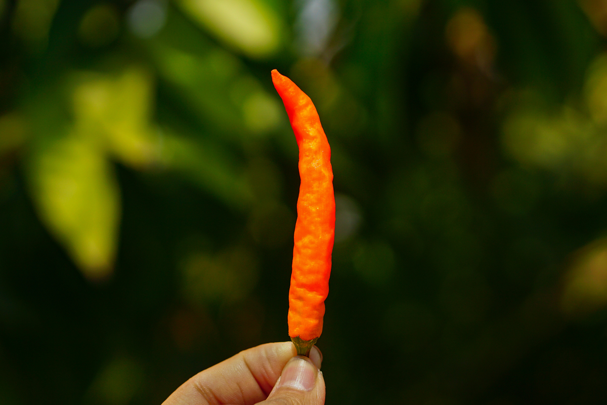 辣椒辣手了怎么处理好