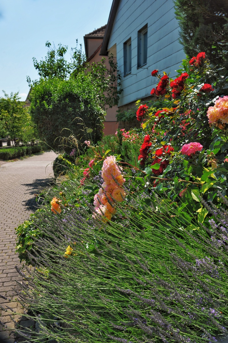 庭院绿茵一片背靠山环绕的自然风光生活