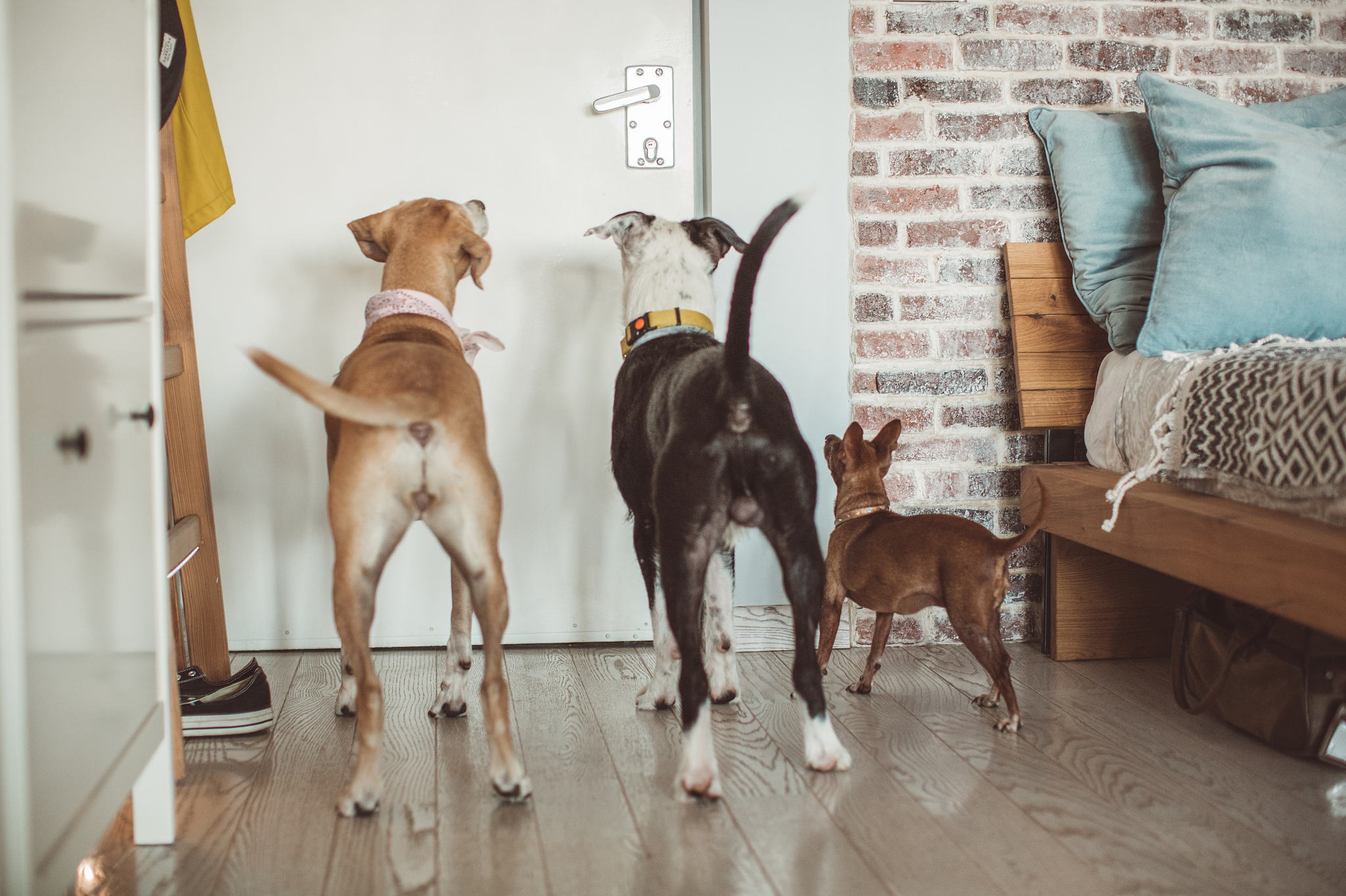 写500字怎么看待宠物犬缺乏活动空间