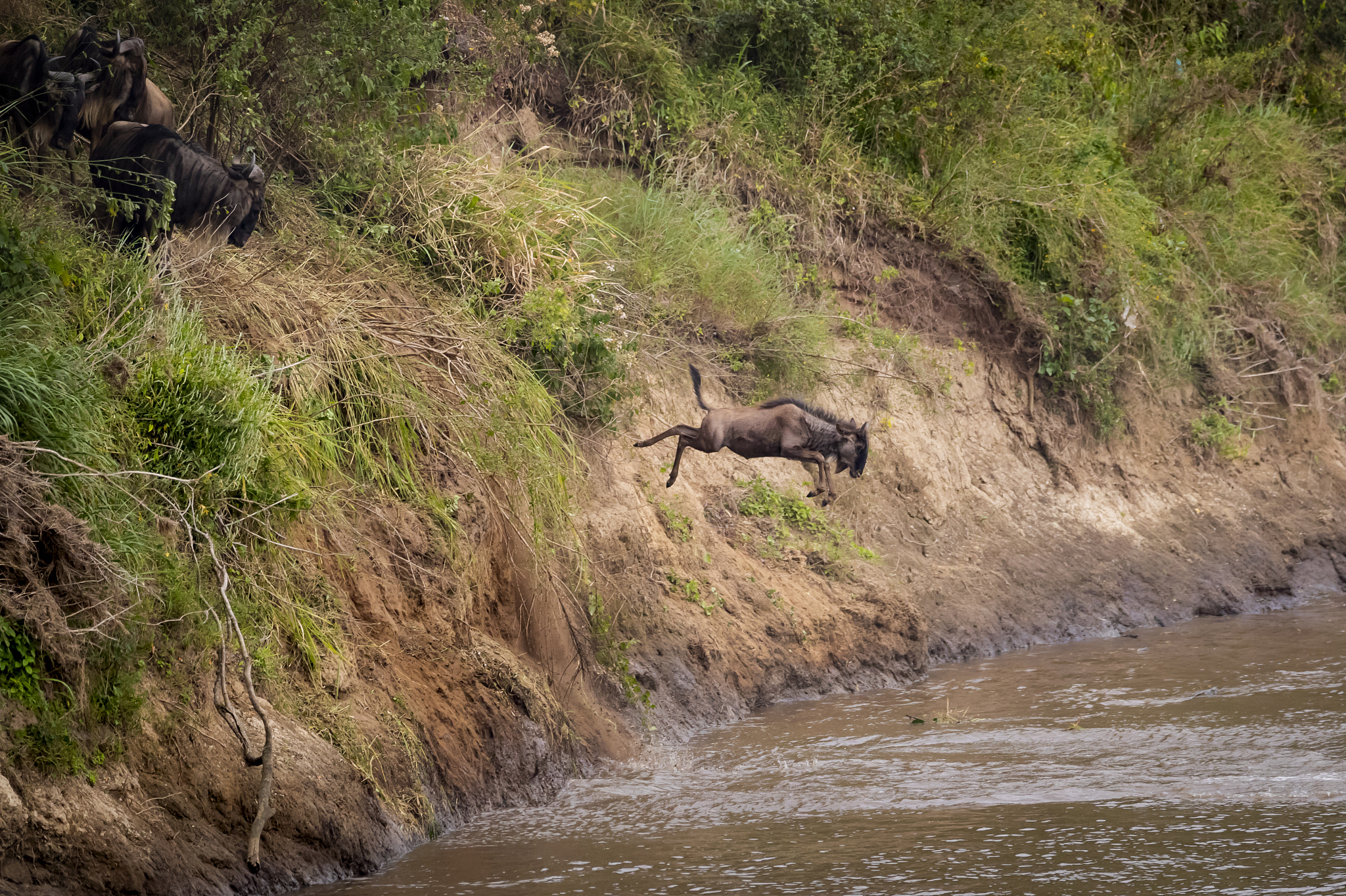 great migration