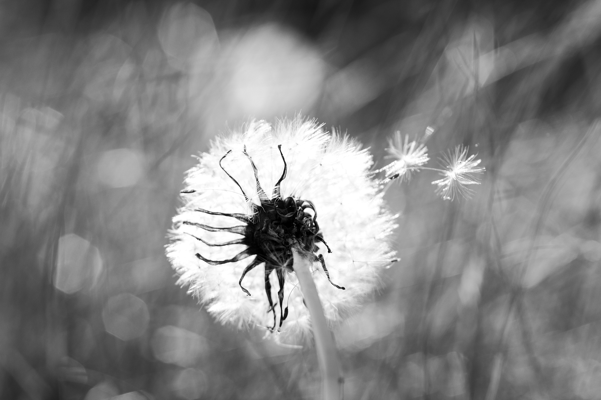 SEED SCIENCE AND TECHNOLOGY期刊: 种子科学与技术领域权威期刊