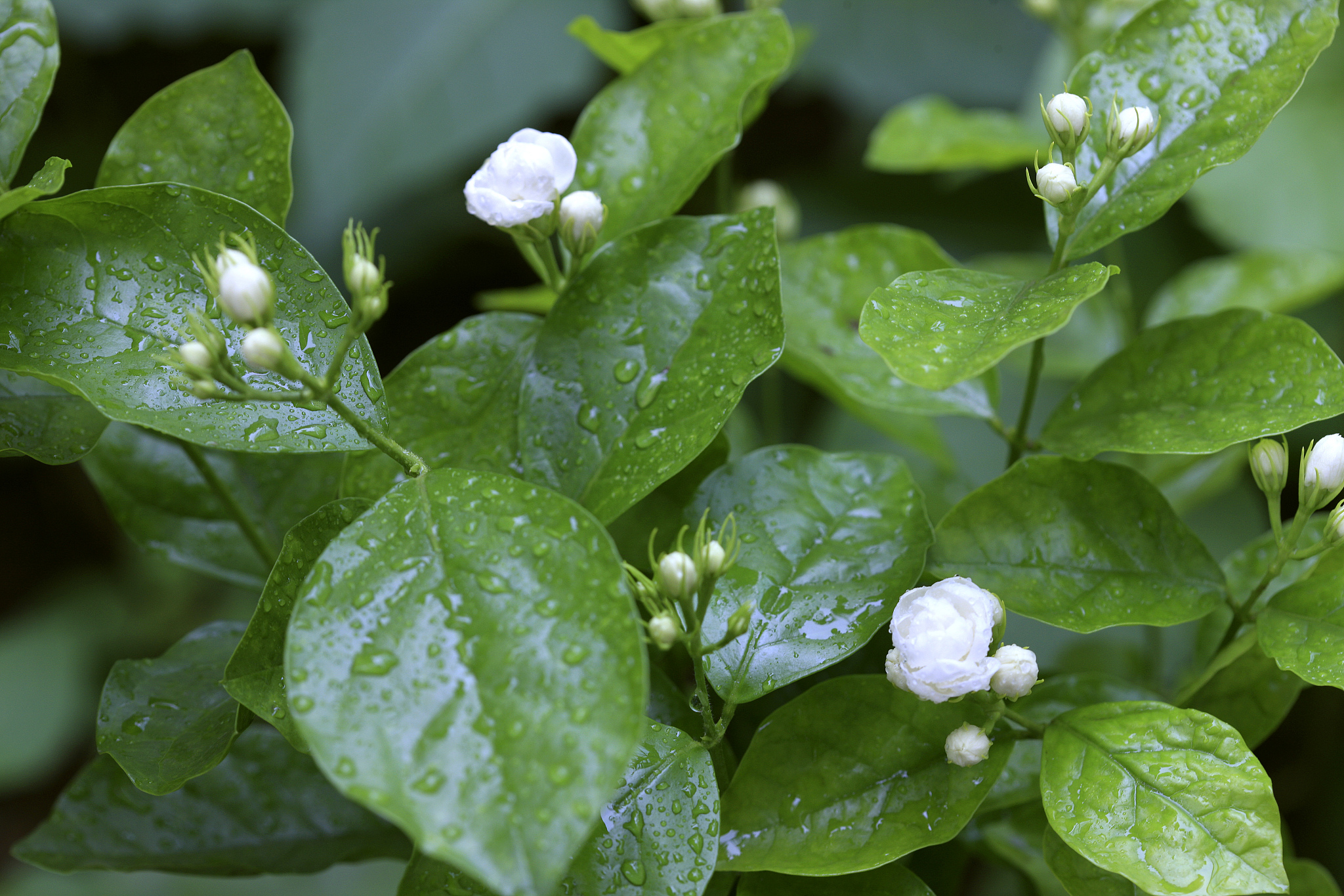 白色花瓣绿色叶子：是茉莉花吗？