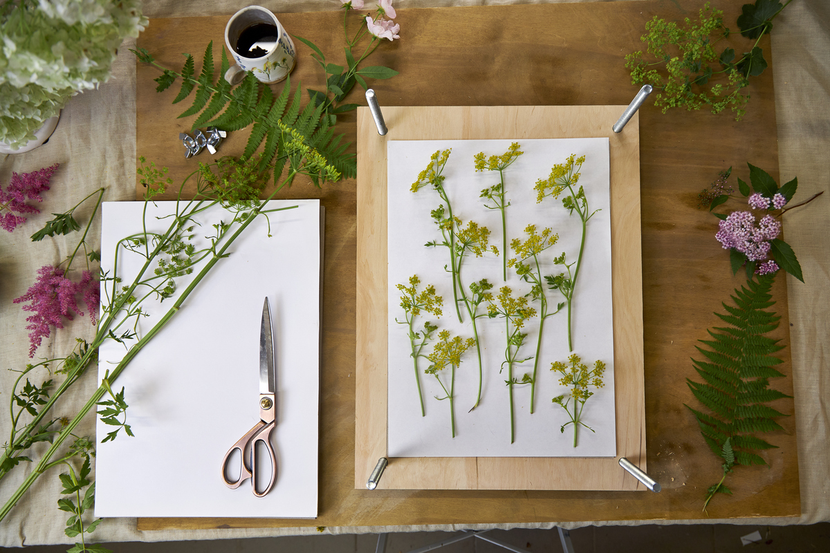 植物腊叶标本制作方法：青海植物学实习指南