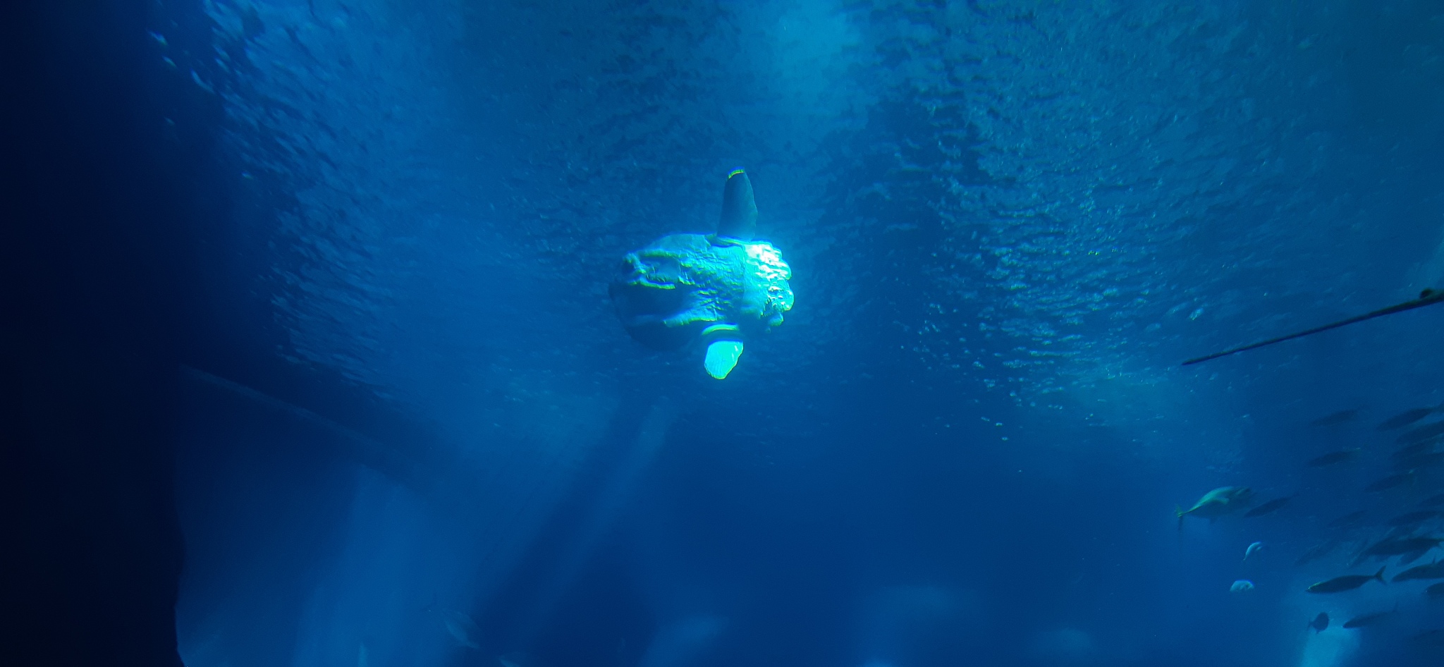 sea creatures fishes and the other sea living things