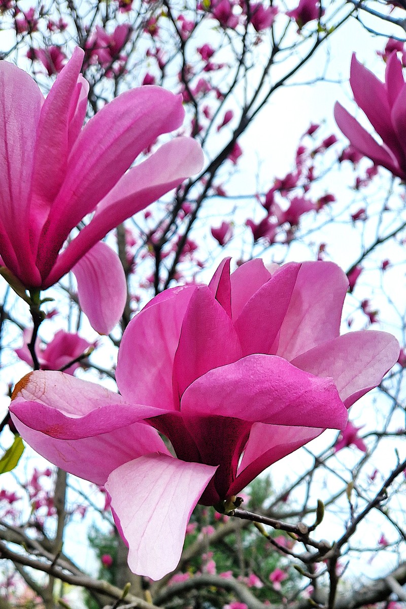 木兰花盛开是夏季最华丽的杰作——我们迷上了那些巨大的、奶油般的花瓣和标志性的光泽的树叶