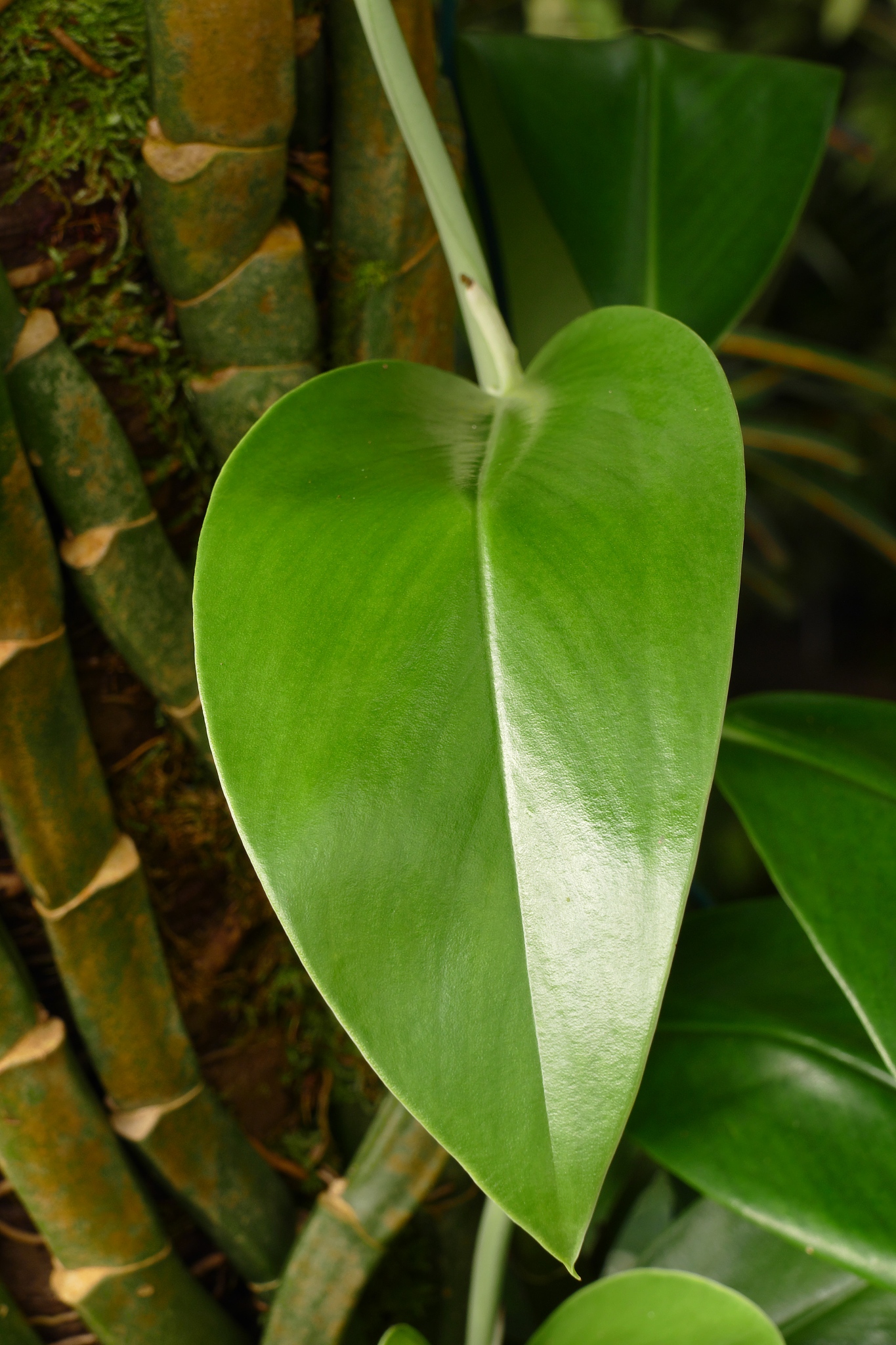 green leaf