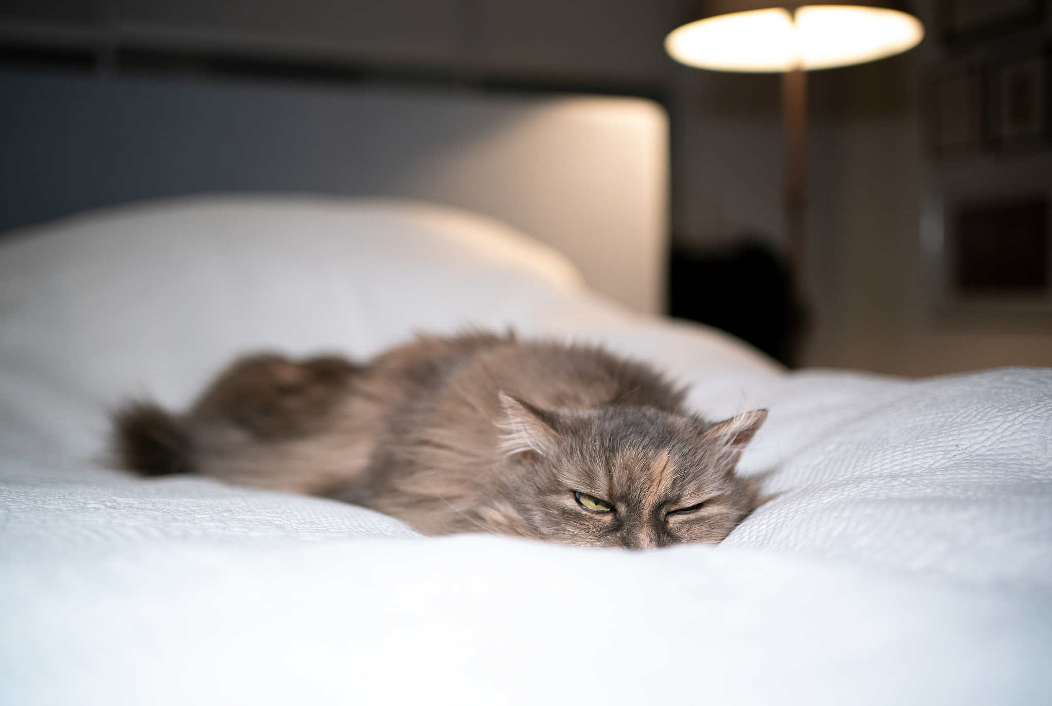 cat on bed