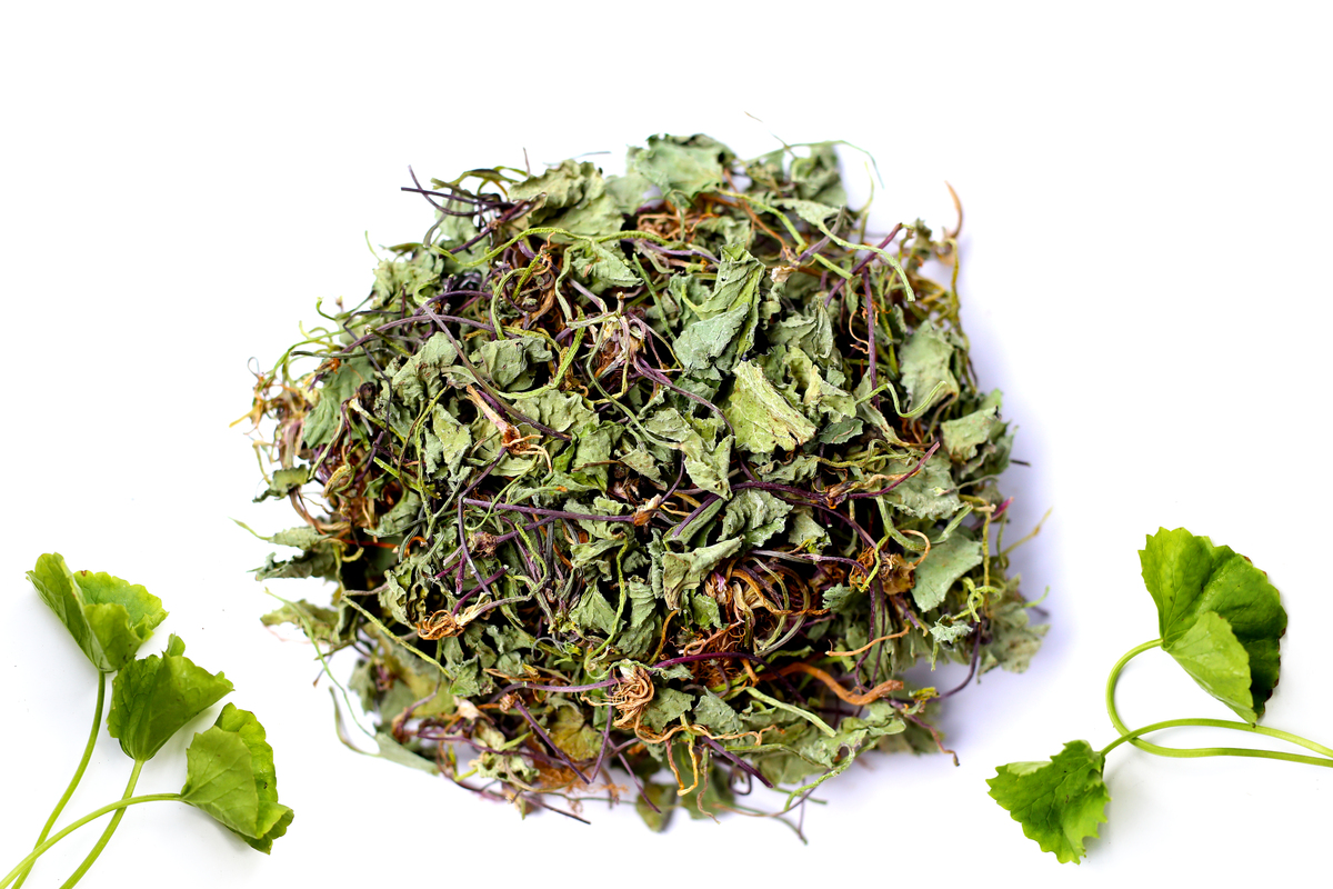 中药罗布麻对抗炎作用