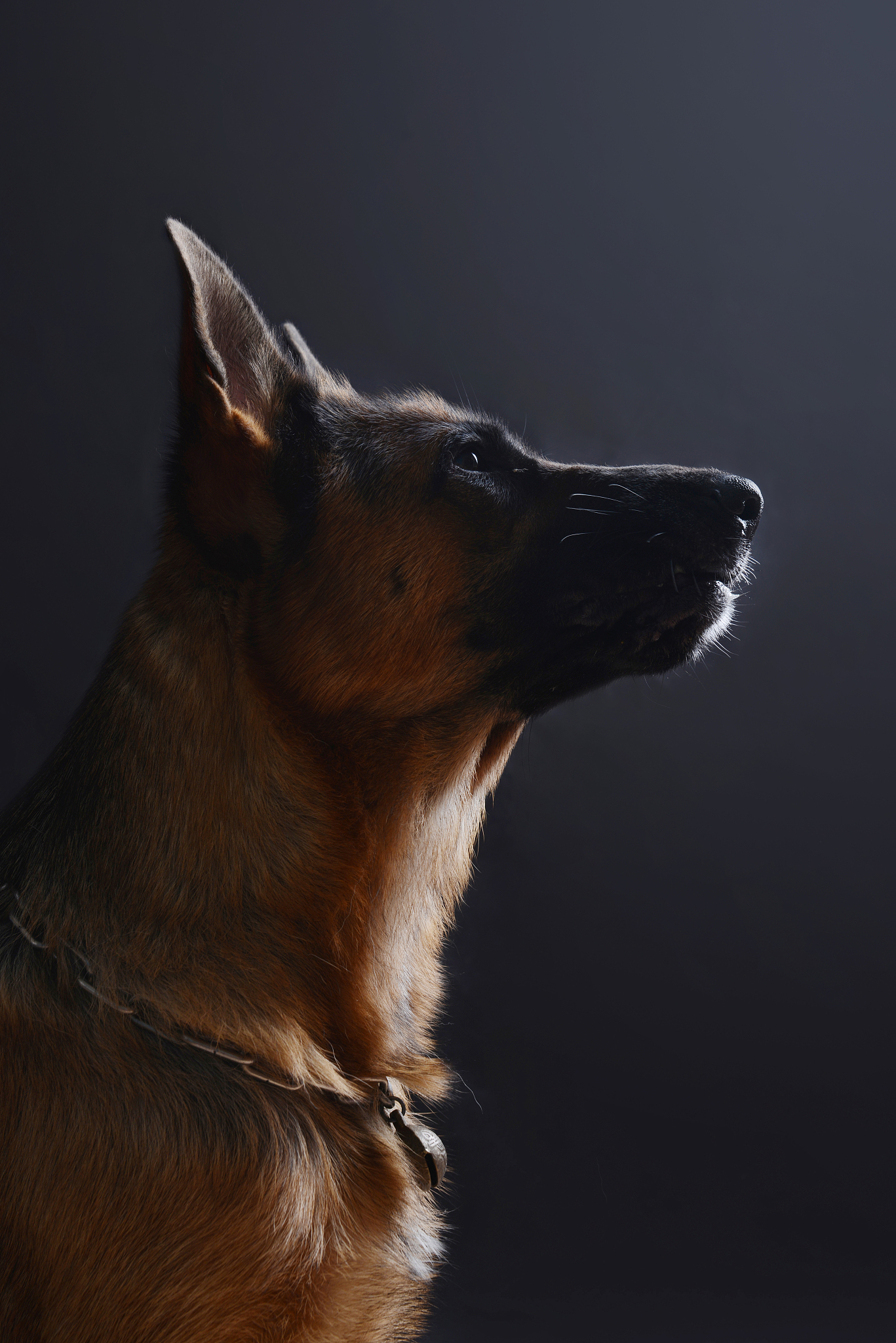 德牧寿命：平均寿命、影响因素及如何延长寿命