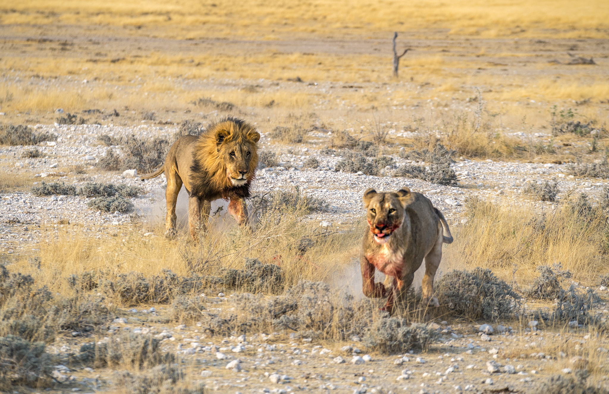 以下是我的html代码但不知什么原因打开的网页没有显示内容请帮我修改正确!DOCTYPE htmlhtmlhead meta http-equiv=Content-Type content=texthtml; charset=UTF-8 title对局环境title link rel=stylesheet type=textcss href=cssys6css link r
